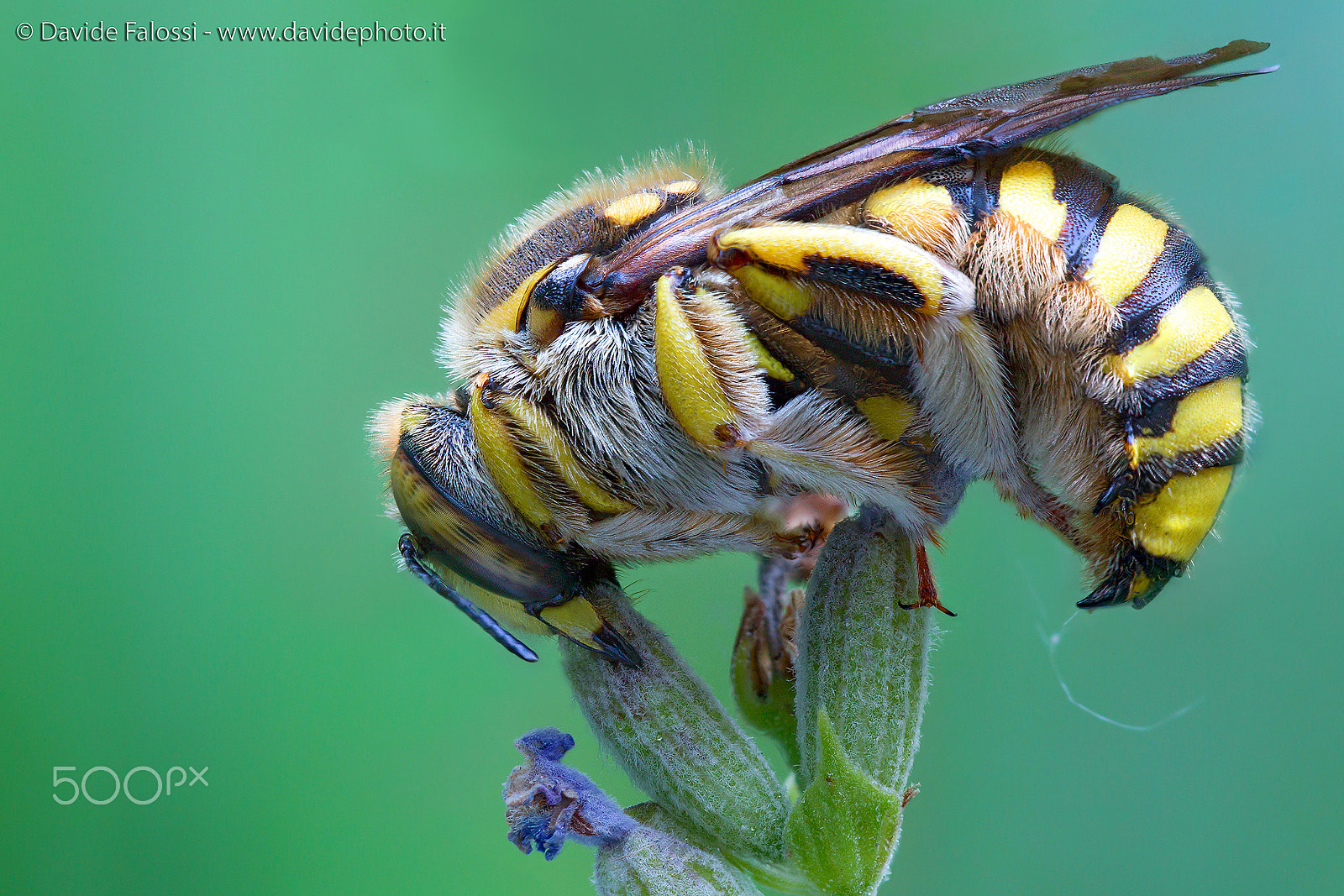 Sigma 150mm f/2.8 EX DG OS HSM APO Macro sample photo. Anthidium florentinum photography