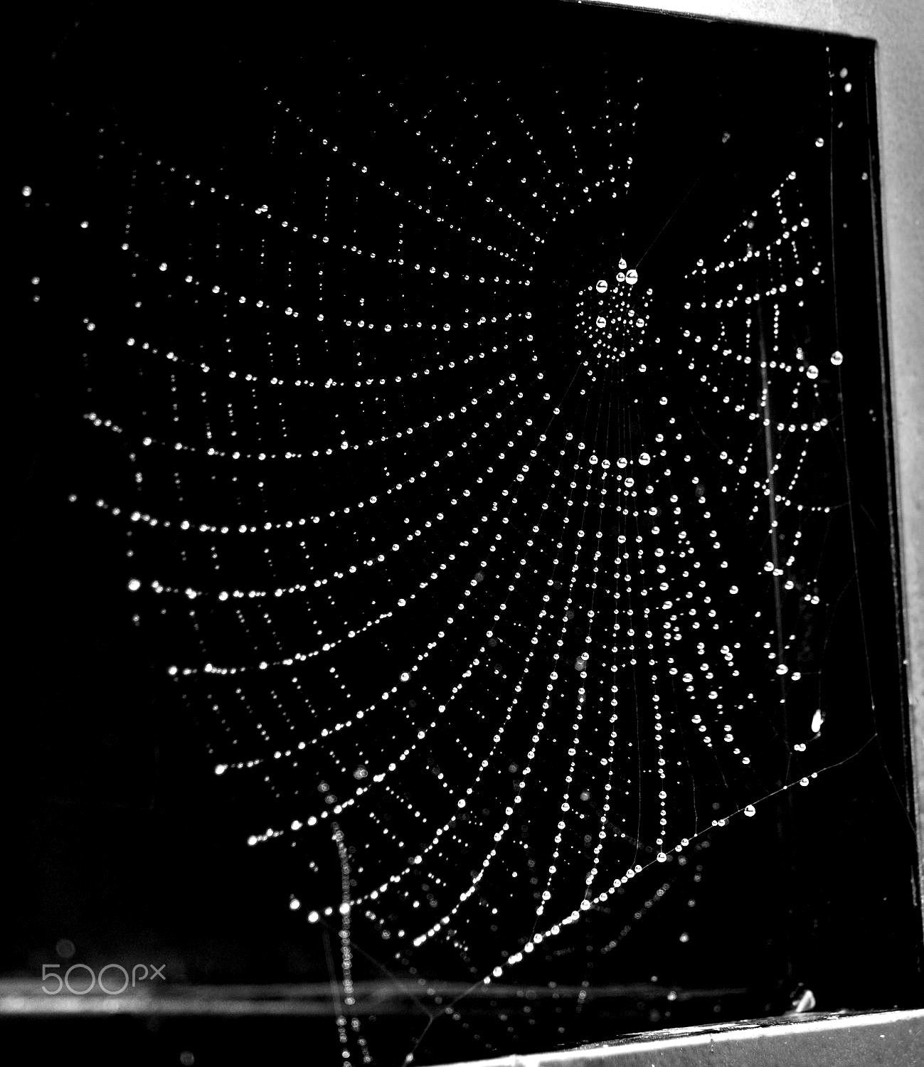 Nikon D90 + Sigma 18-200mm F3.5-6.3 DC sample photo. Spider net. photography