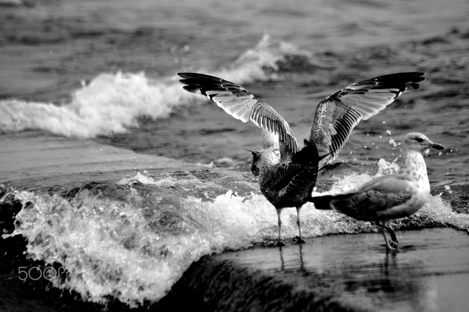 Sigma 70-300mm F4-5.6 APO Macro Super II sample photo. Sea gulls photography
