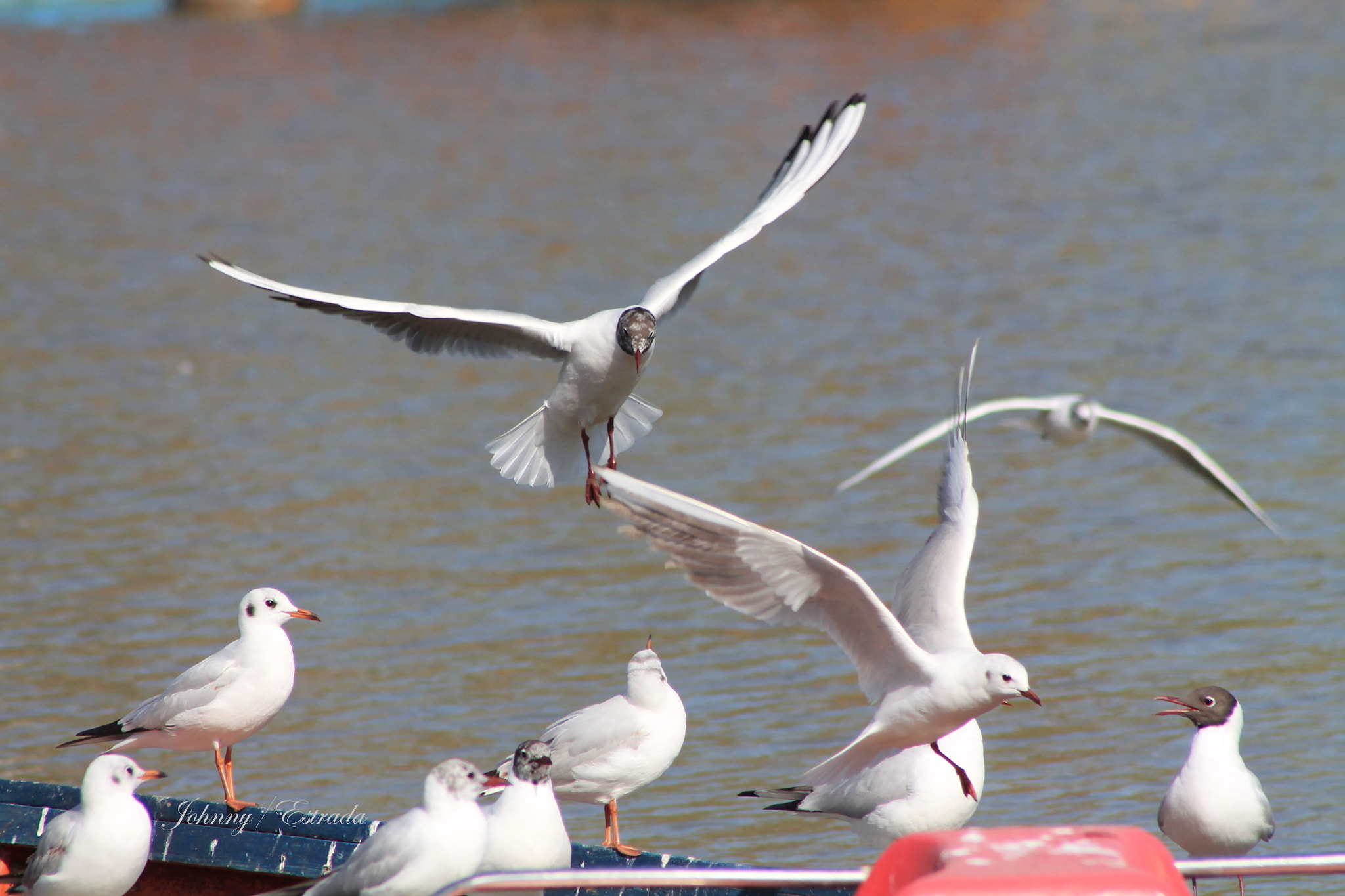 Canon EOS 1100D (EOS Rebel T3 / EOS Kiss X50) + /4-5.6 sample photo. Gulls photography