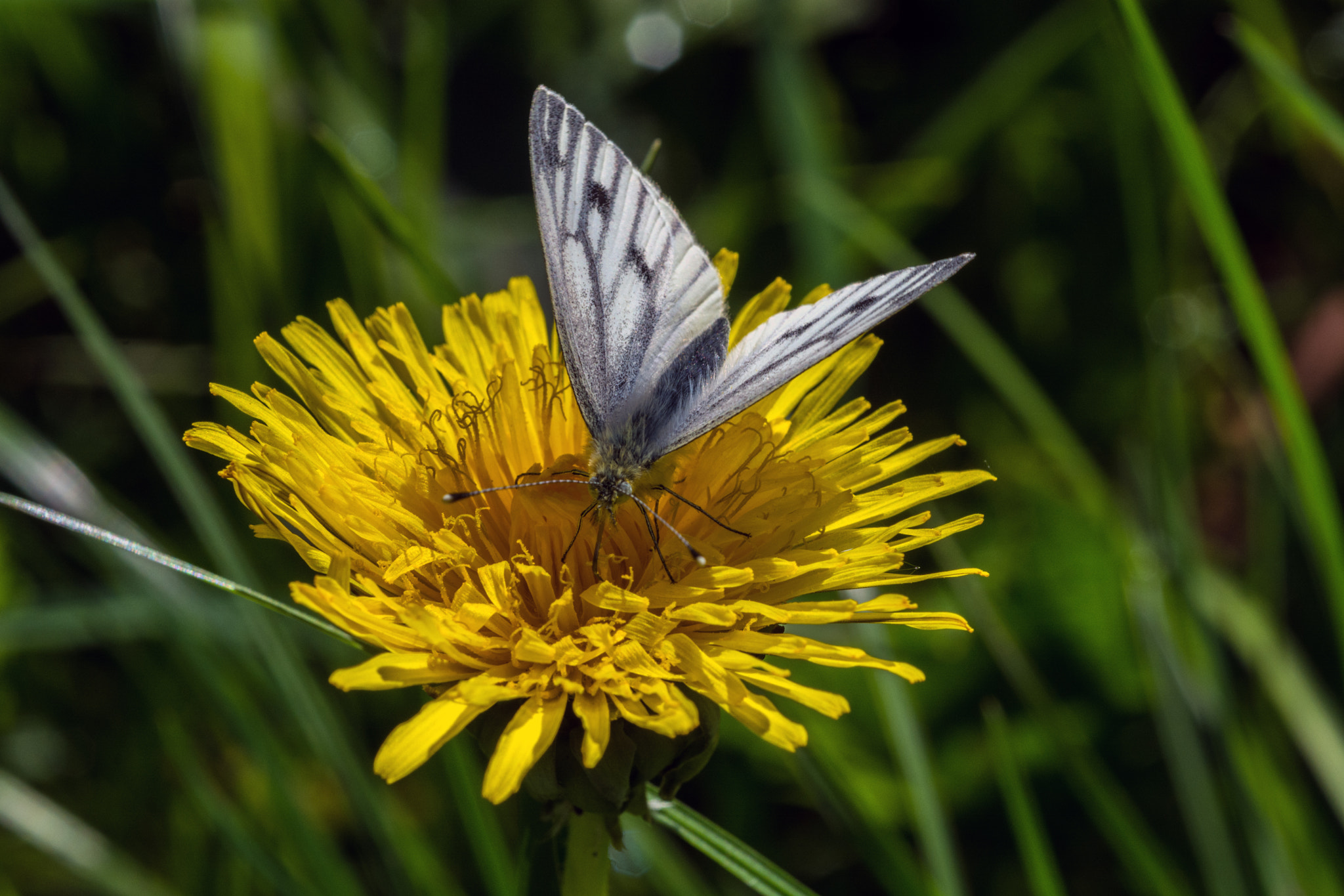 Nikon D7100 + AF Micro-Nikkor 60mm f/2.8 sample photo. Needs a touch of burdock, i think! photography