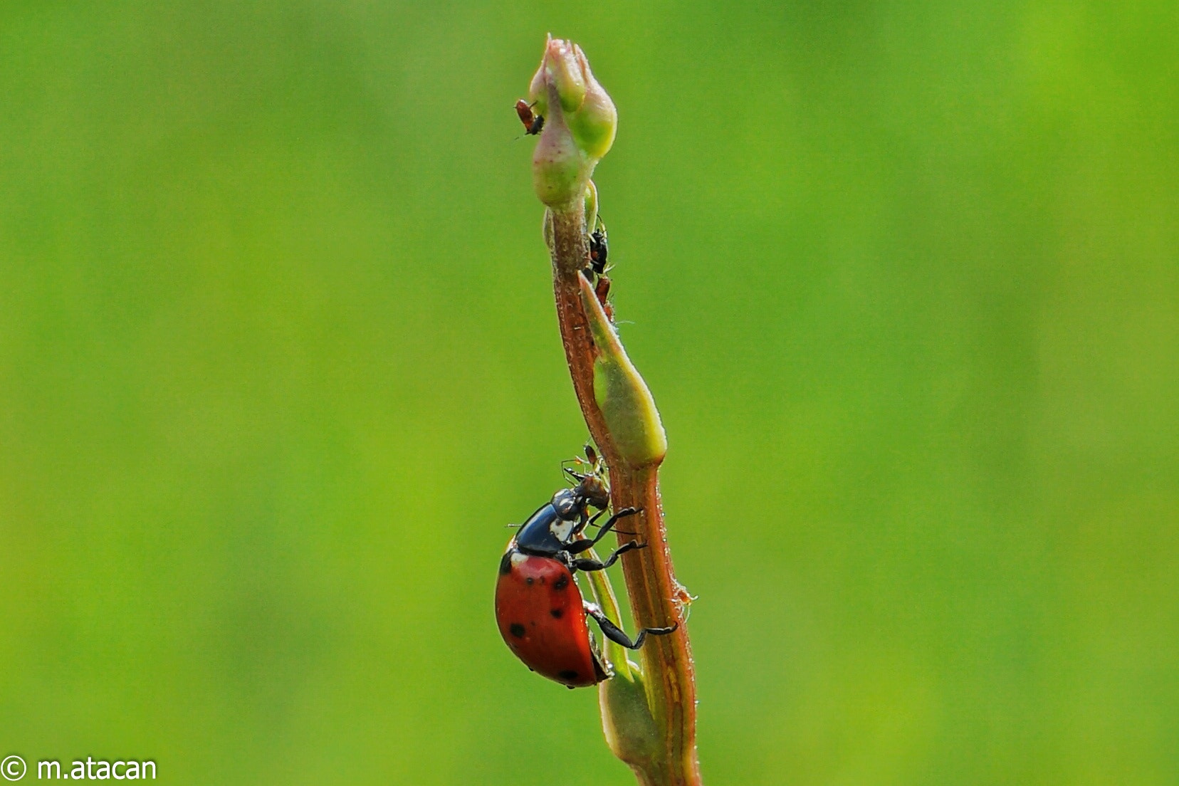 Samsung NX1 + NX 60mm F2.8 Macro sample photo. Ladybug's breakfeast photography