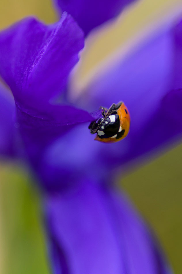 Pentax smc D-FA 100mm F2.8 macro sample photo. Marigorringo photography