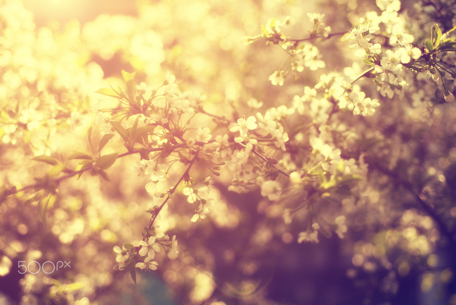 Nikon AF Micro-Nikkor 60mm F2.8D sample photo. Cherry spring flowers photography