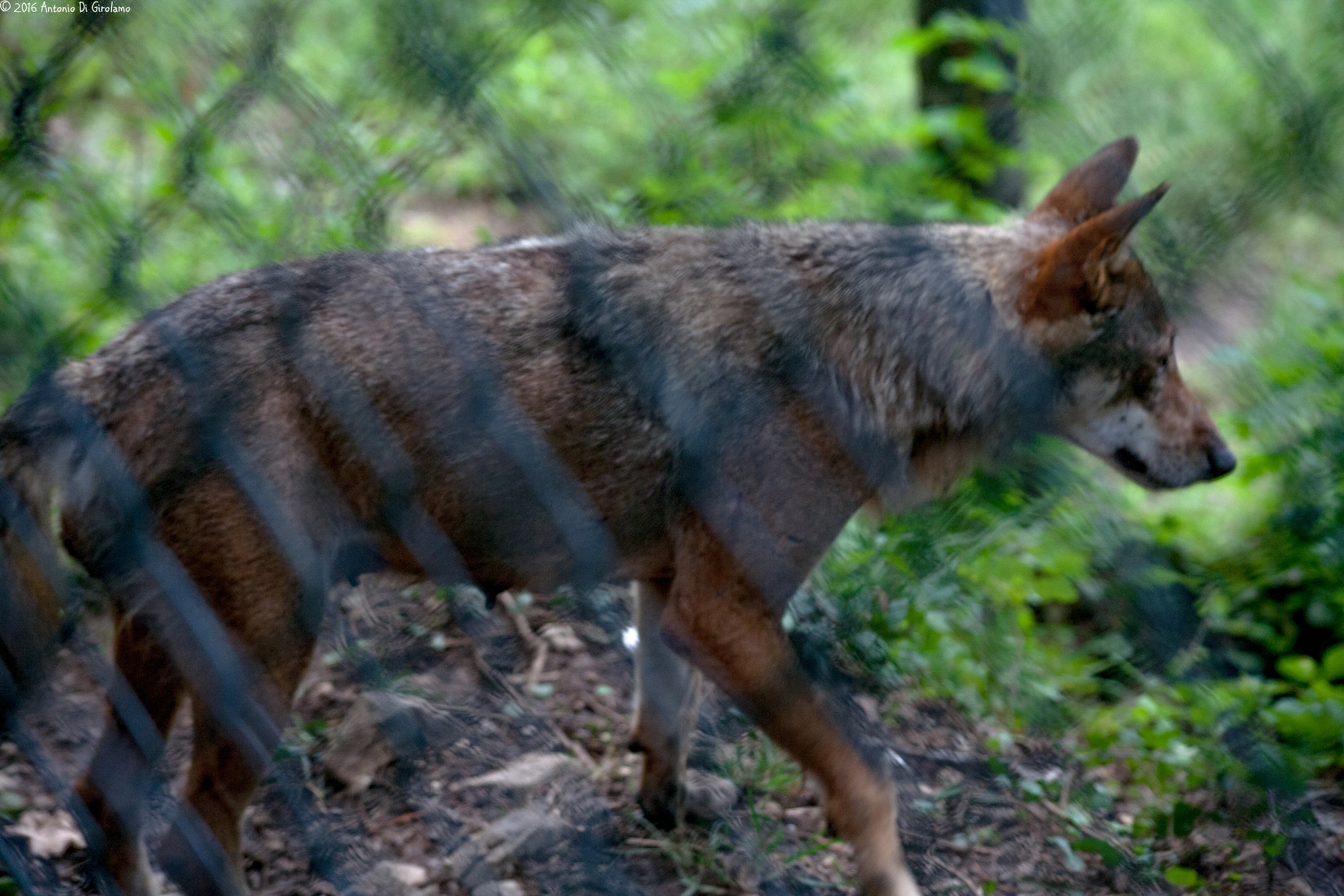 Canon EF 100-300mm F4.5-5.6 USM sample photo. She wolf photography