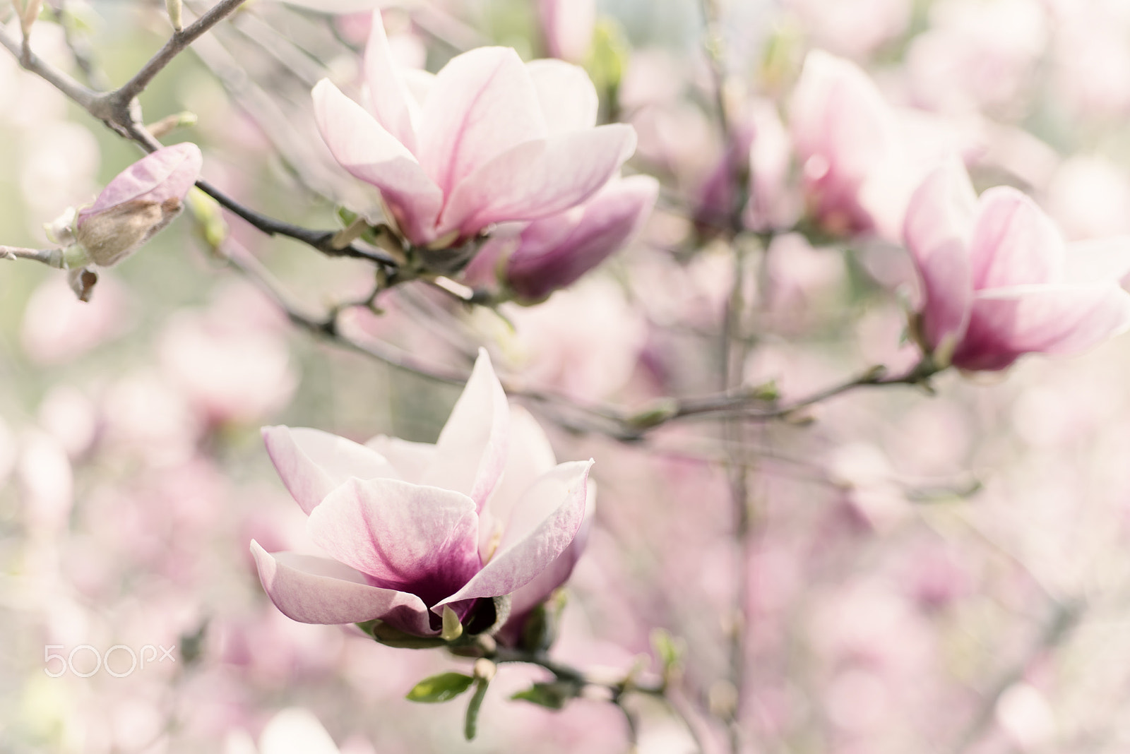 Nikon AF Micro-Nikkor 60mm F2.8D sample photo. Magnolia spring flowers photography