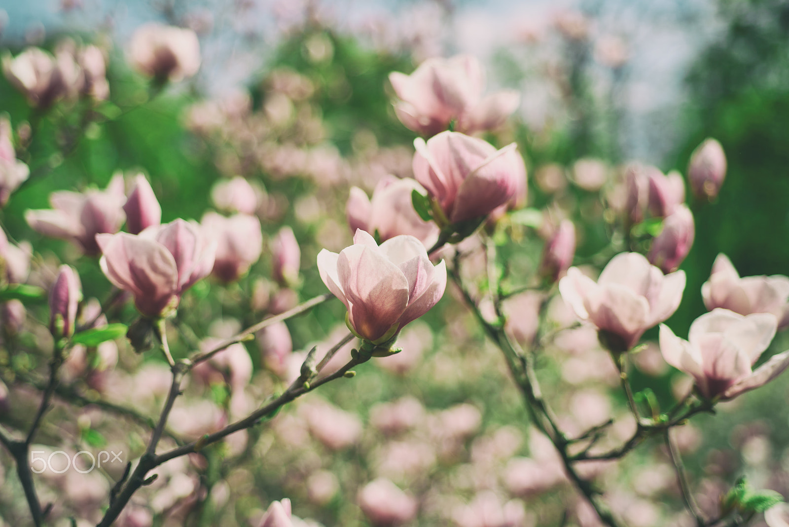 Nikon AF Micro-Nikkor 60mm F2.8D sample photo. Magnolia spring flowers photography
