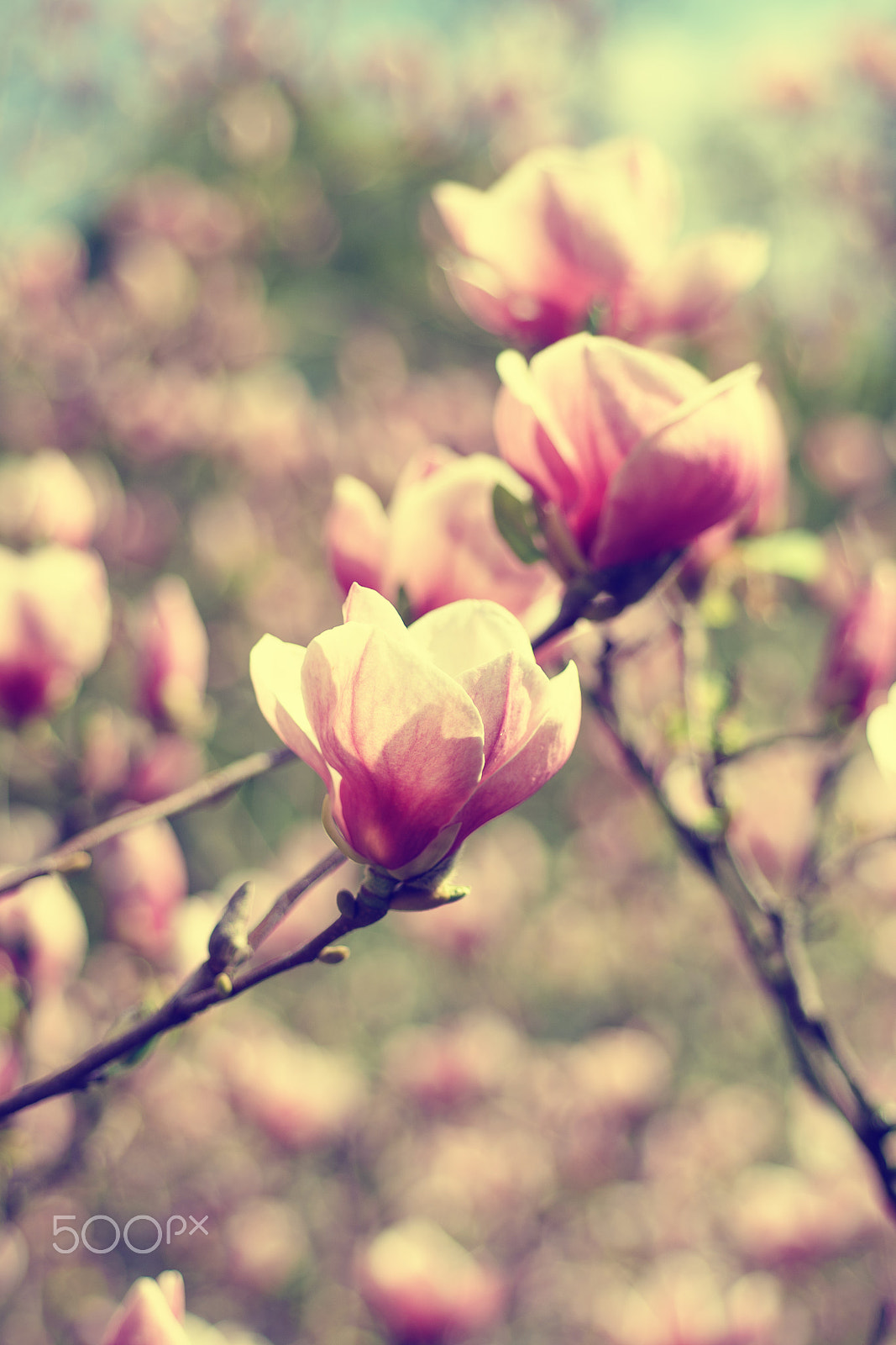 Nikon AF Micro-Nikkor 60mm F2.8D sample photo. Magnolia spring flowers photography
