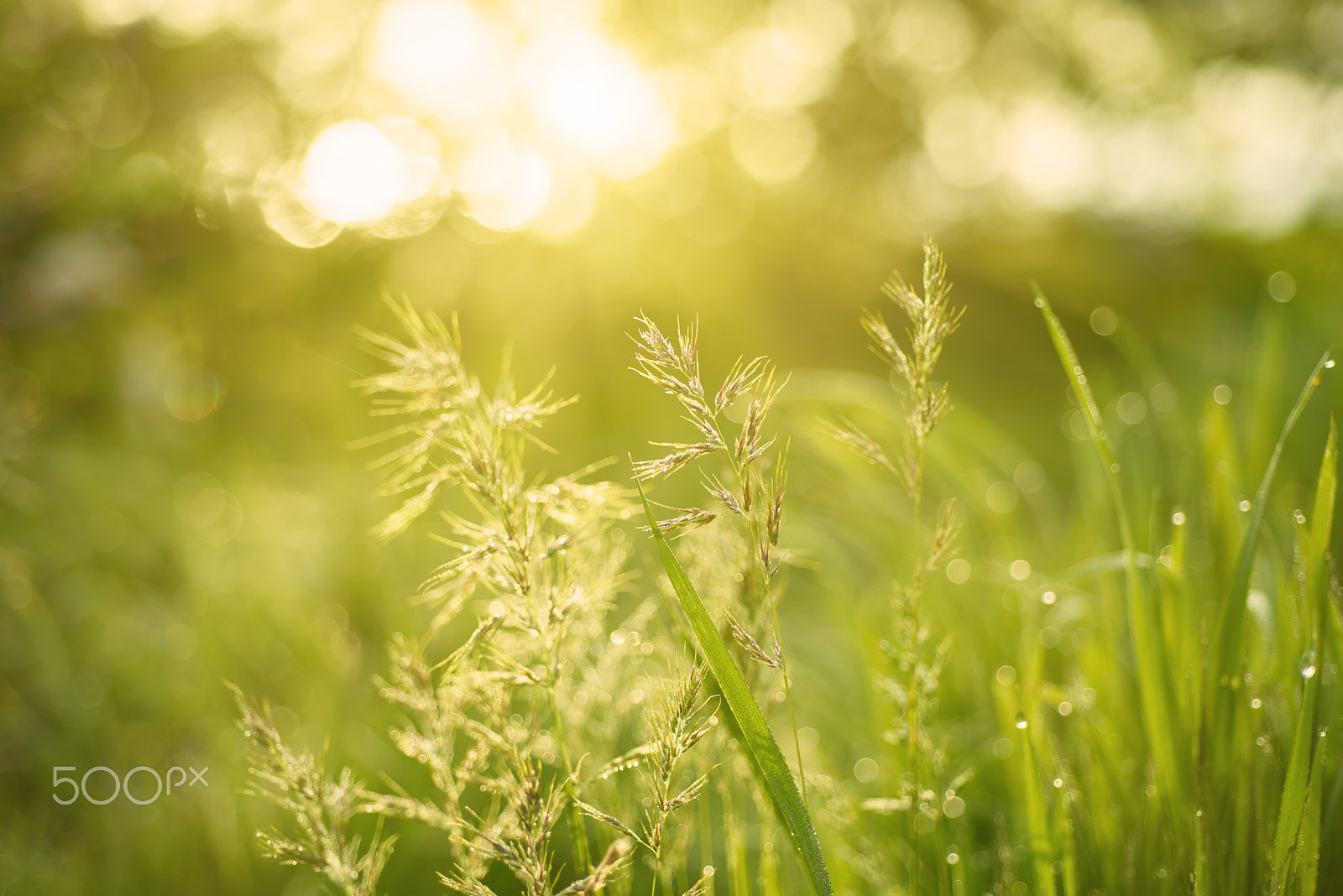 Nikon AF Micro-Nikkor 60mm F2.8D sample photo. Natural abstract sunny background photography