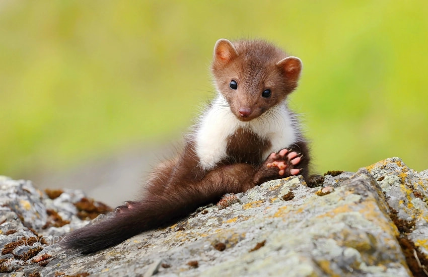 Canon EOS 80D + Canon EF 70-200mm F4L USM sample photo. Marten relaxing photography