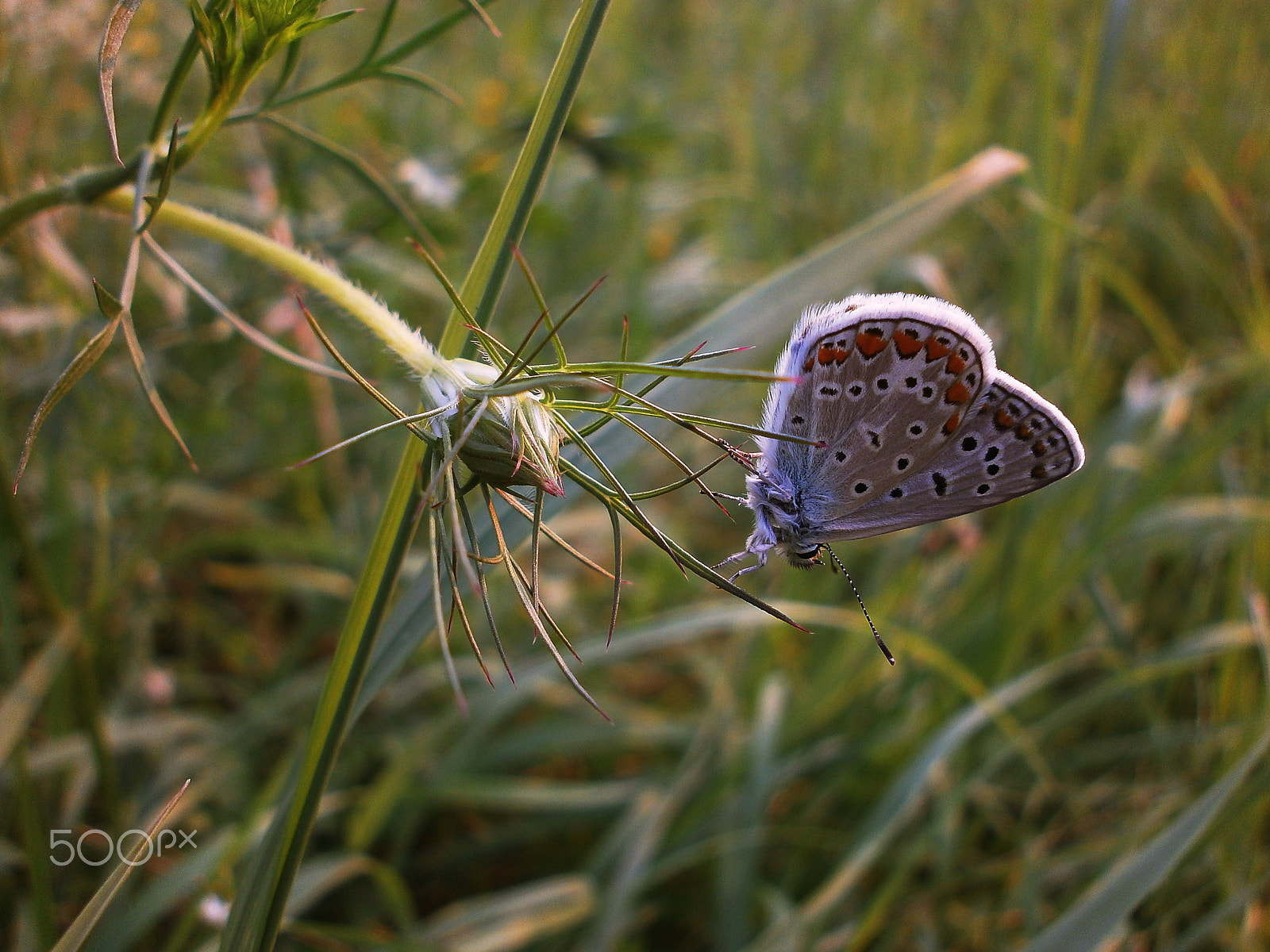 Olympus VG110,D700 sample photo. Blue butterfly 1 photography