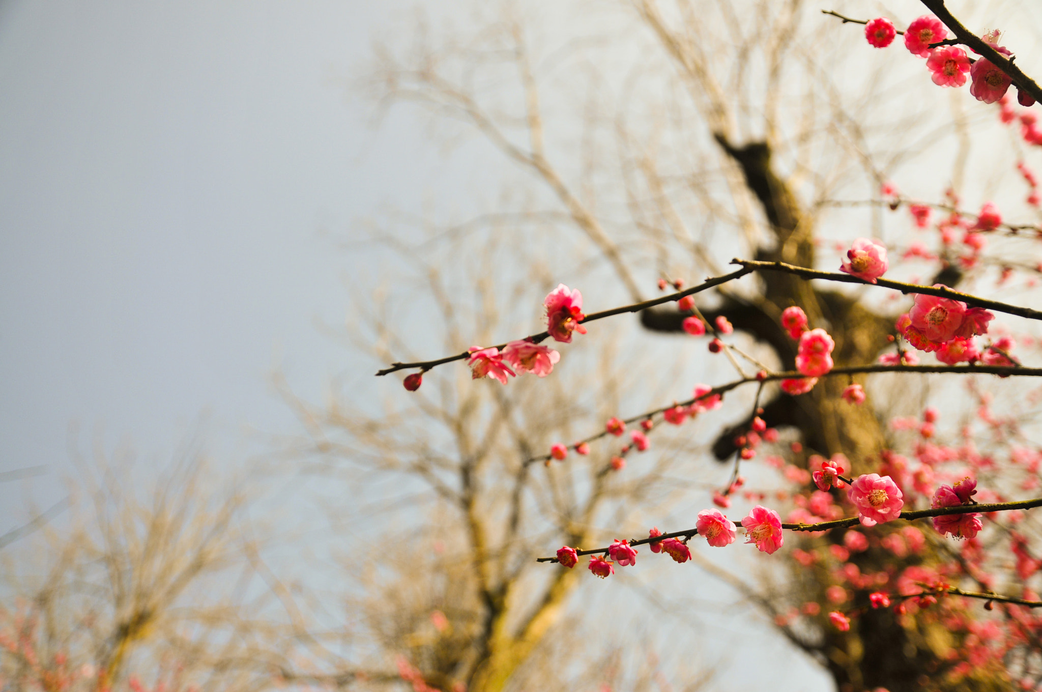 Nikon D300S sample photo