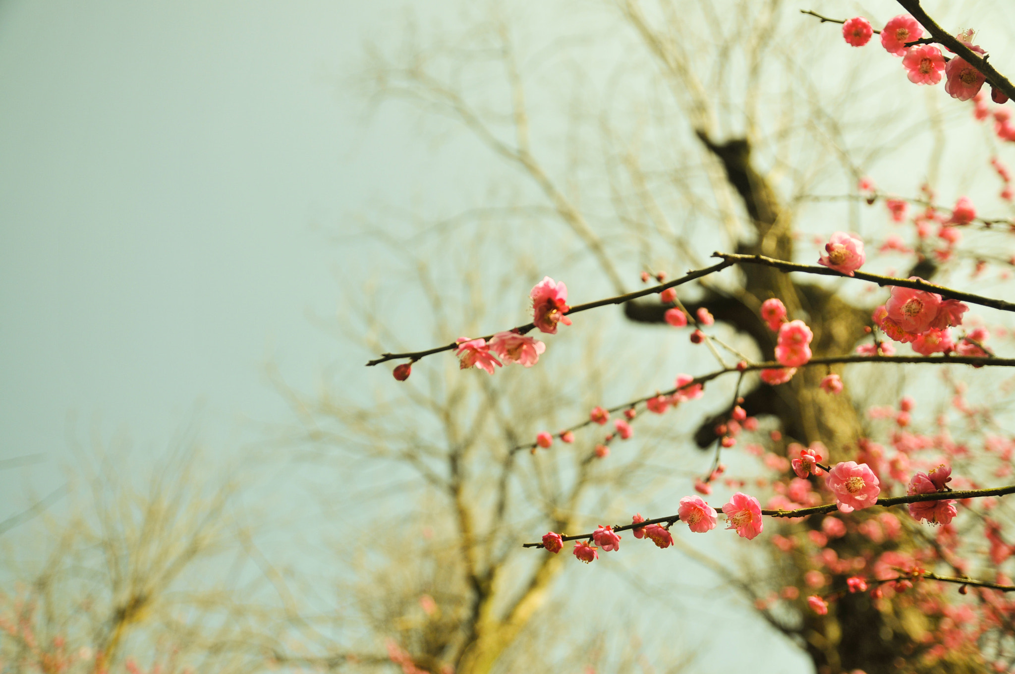Nikon D300S sample photo