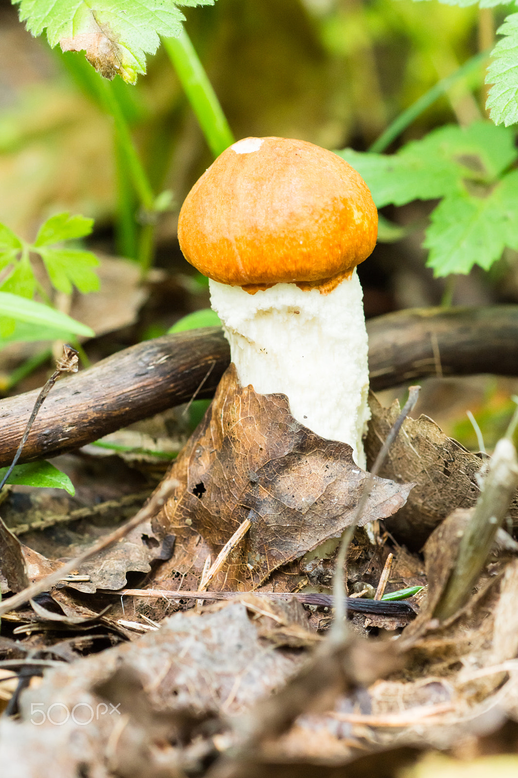 Sony SLT-A77 + Sony 100mm F2.8 Macro sample photo. Orange-cap boletus photography