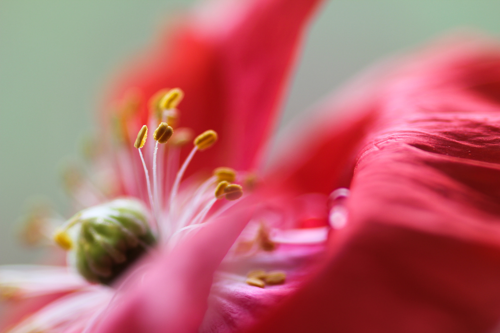 Canon EOS 60D + Sigma 105mm F2.8 EX DG Macro sample photo. Standing proud - debout avec fierté photography