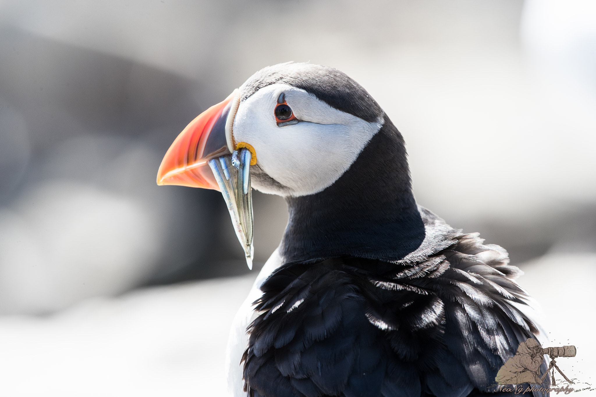 Canon EF 300mm F2.8L IS II USM sample photo. Neo_4226.jpg photography