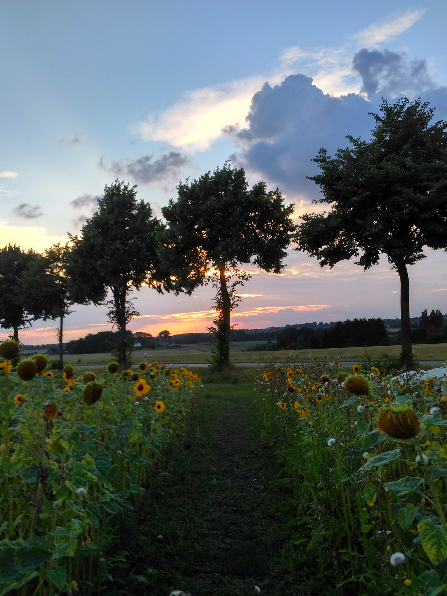 Xiaomi Redmi 3 sample photo. Sweet sweet sunflower photography