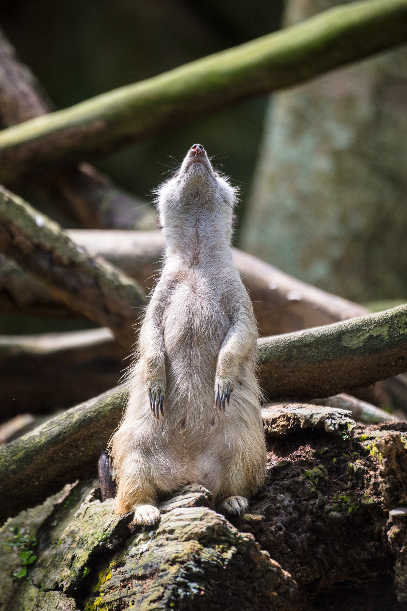 Sony 70-300mm F4.5-5.6 G SSM sample photo. Meerkat sentry photography