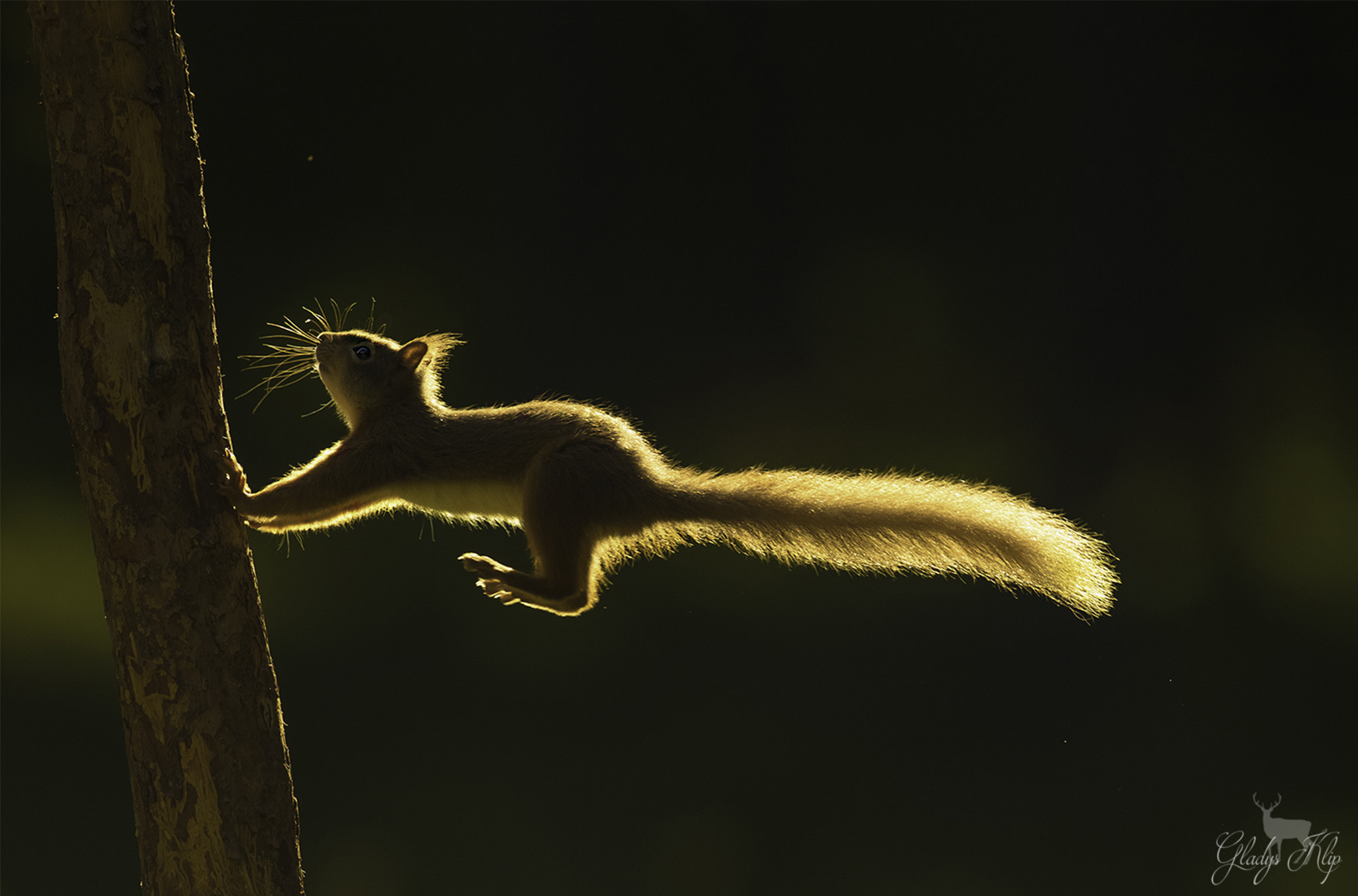 Canon EF 300mm F2.8L IS II USM sample photo. The golden jump photography