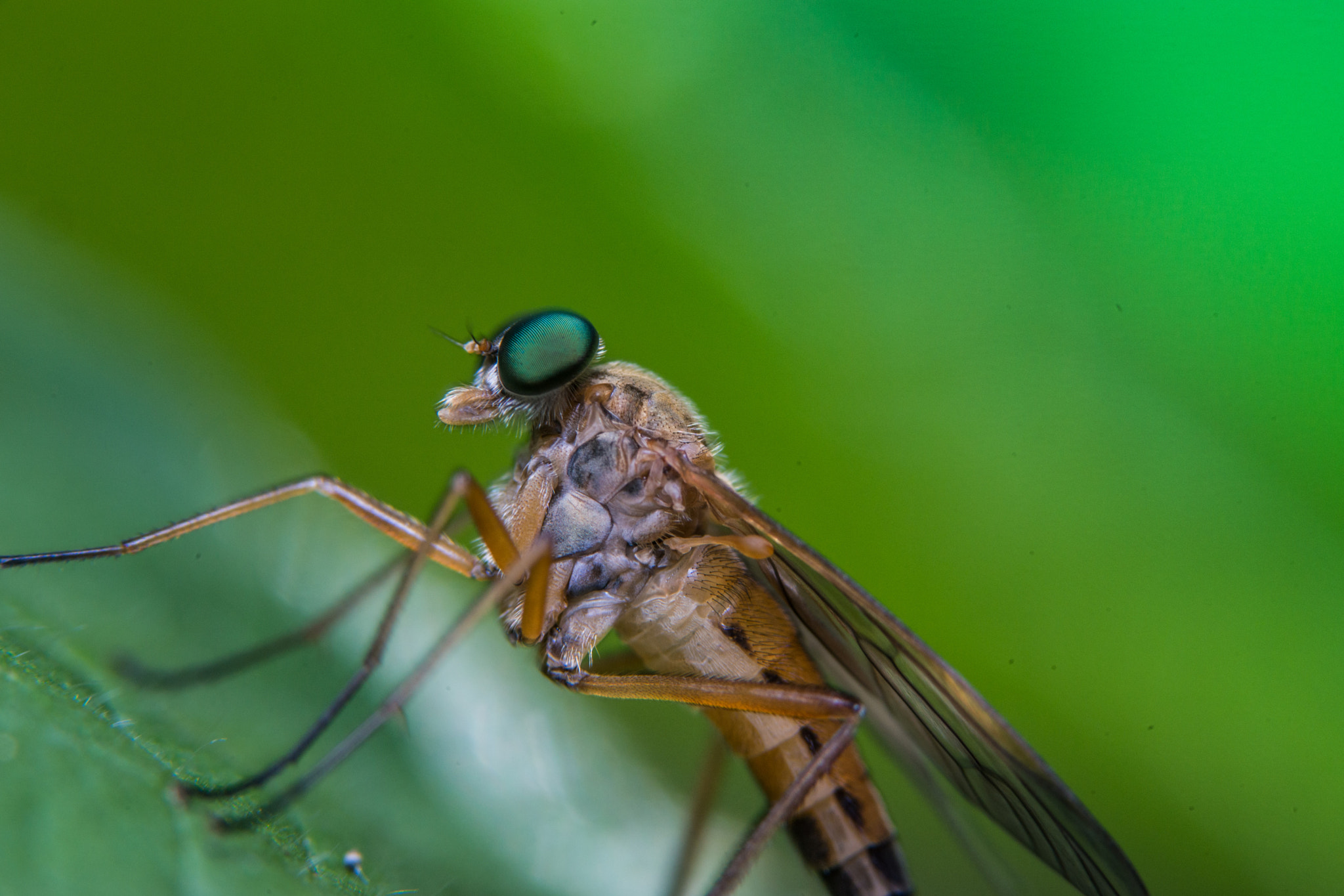 Sony a99 II + 90mm F2.8 Macro SSM sample photo. Fly photography