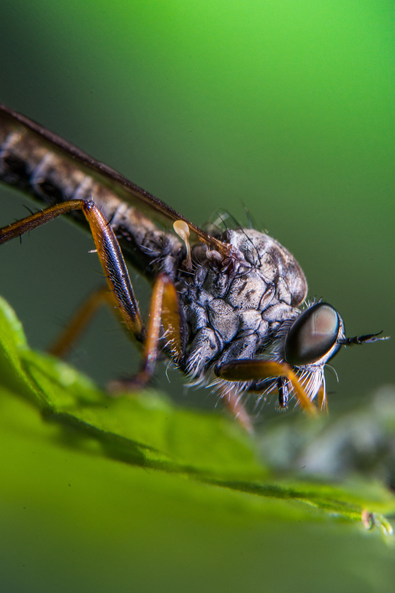 Sony a99 II + 90mm F2.8 Macro SSM sample photo. Fly photography