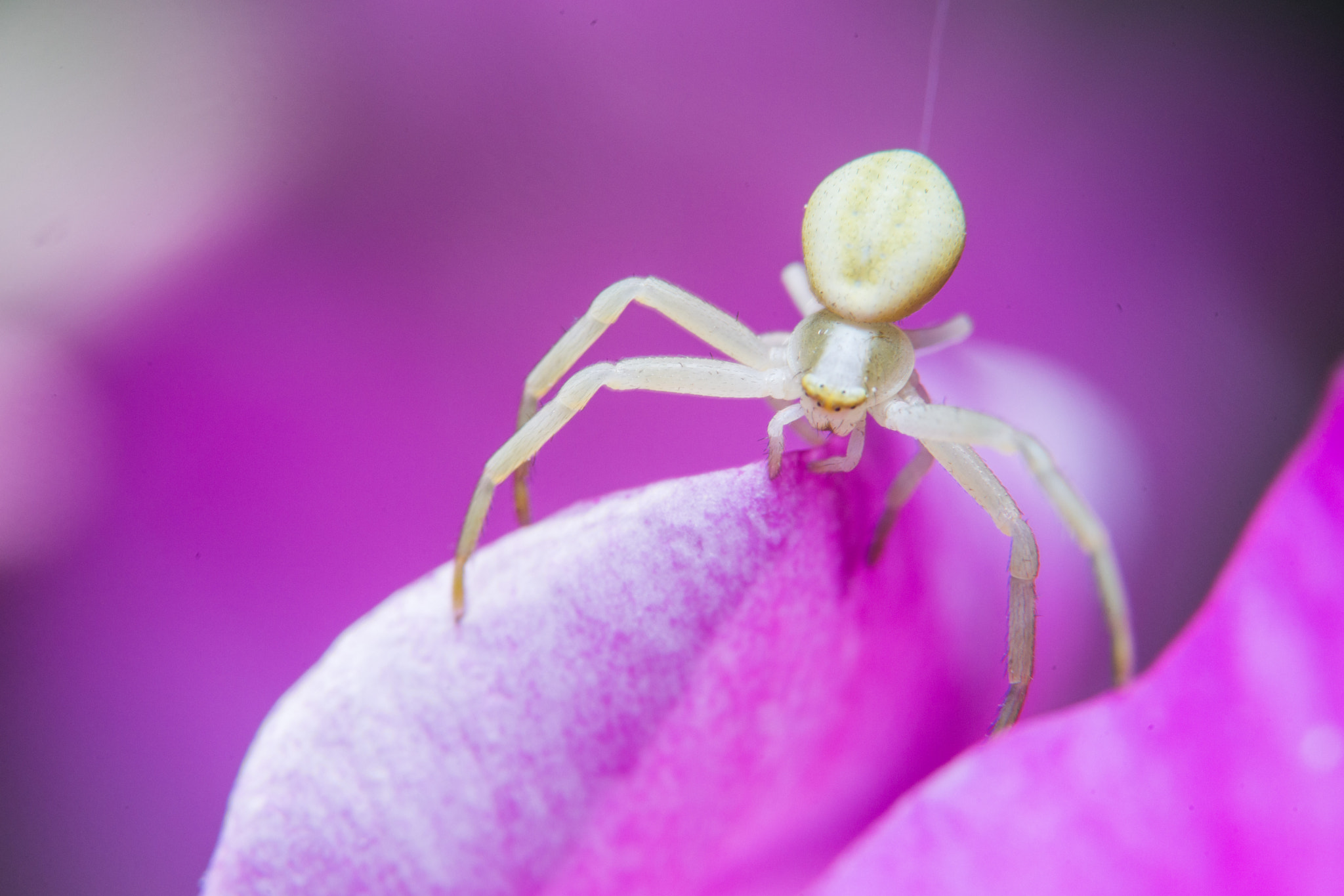 Sony a99 II sample photo. Crab spider photography