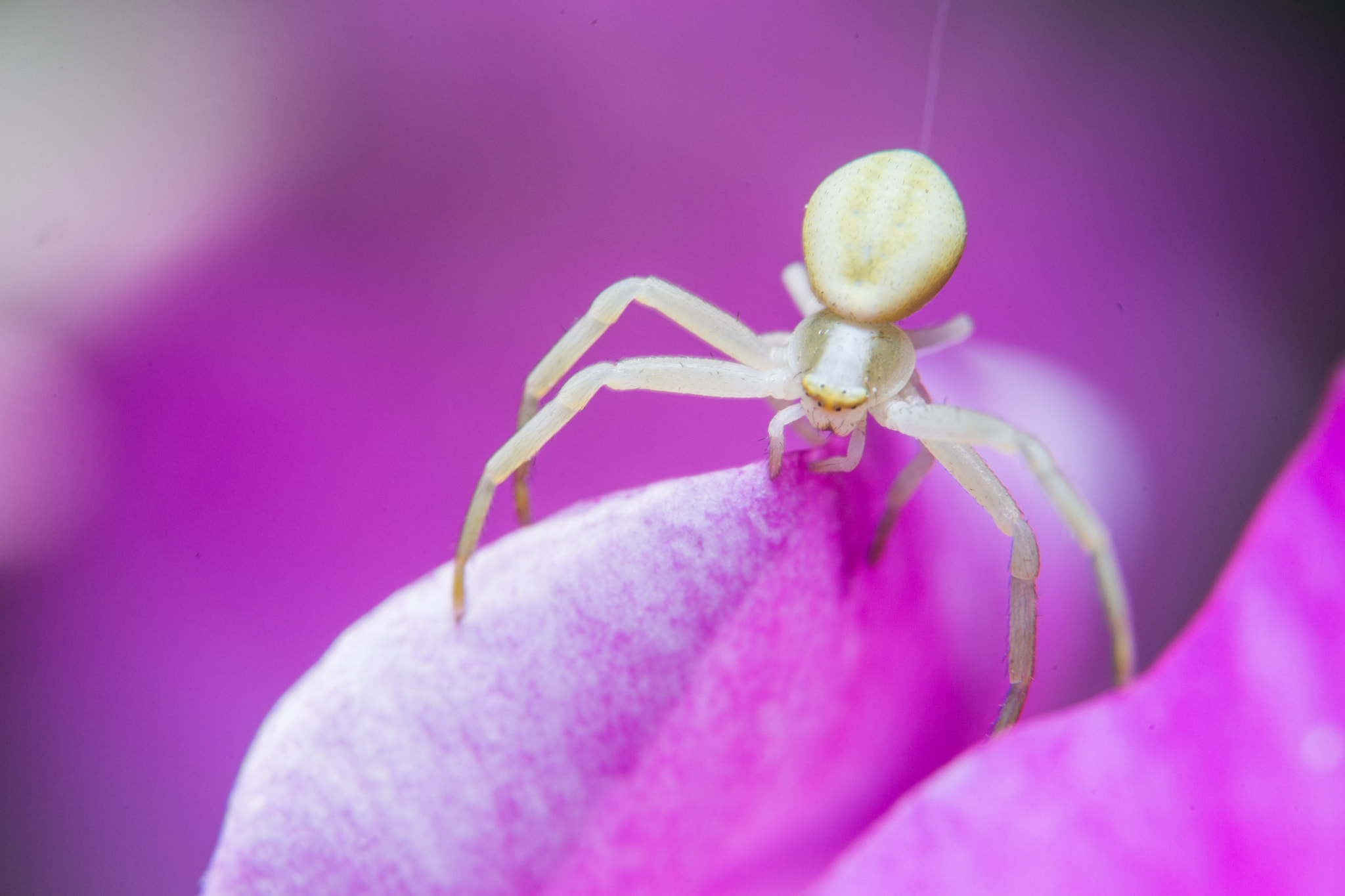 Sony a99 II + 90mm F2.8 Macro SSM sample photo. Crab spider photography