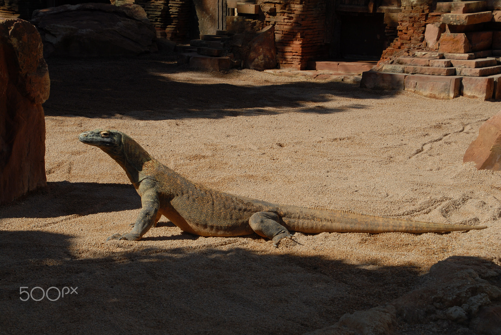 Nikon D200 sample photo. Dragon de comodo.. photography