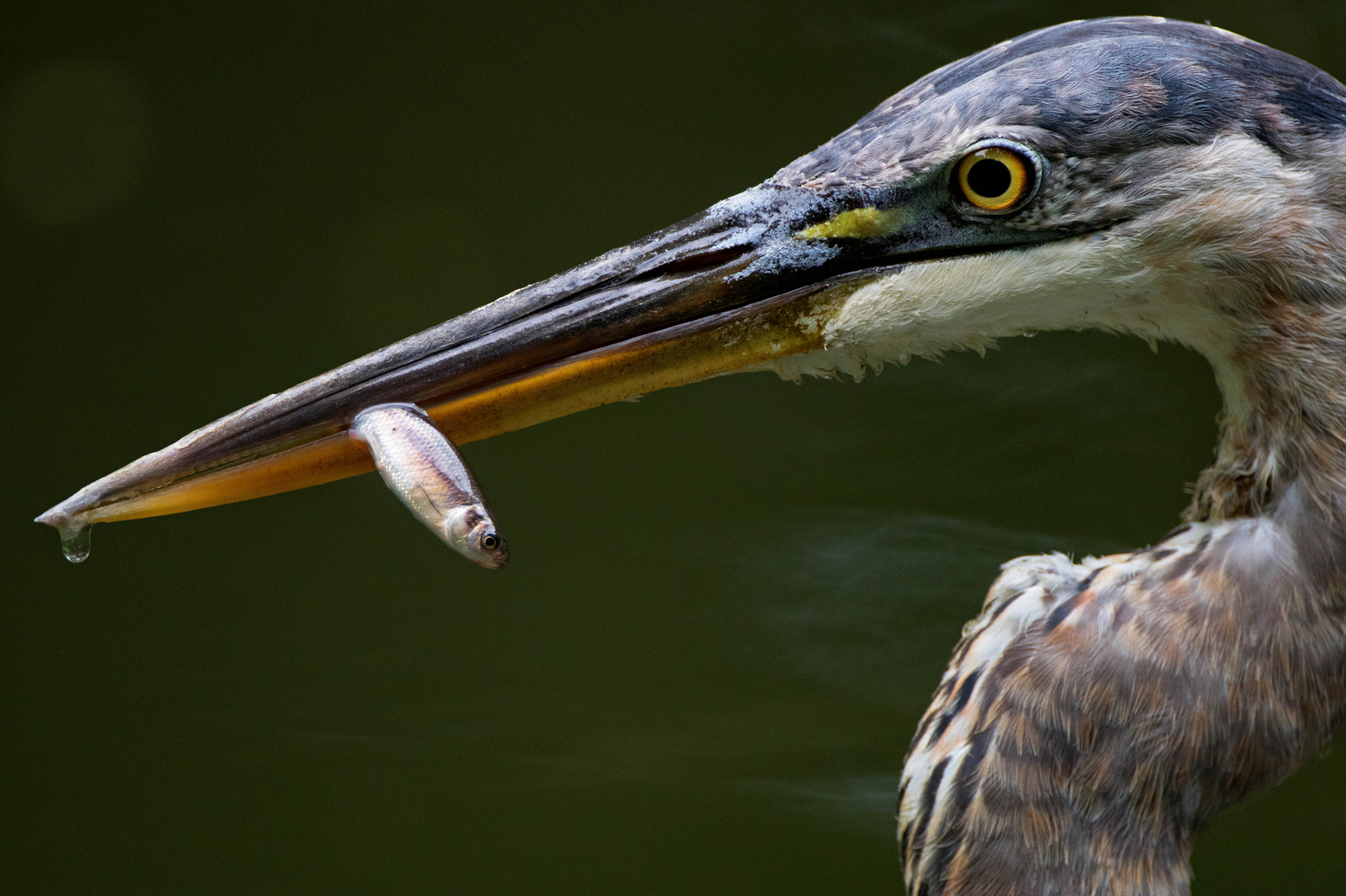 Canon EOS 80D + Canon EF 500mm F4L IS USM sample photo. Great blue heron and minnow photography