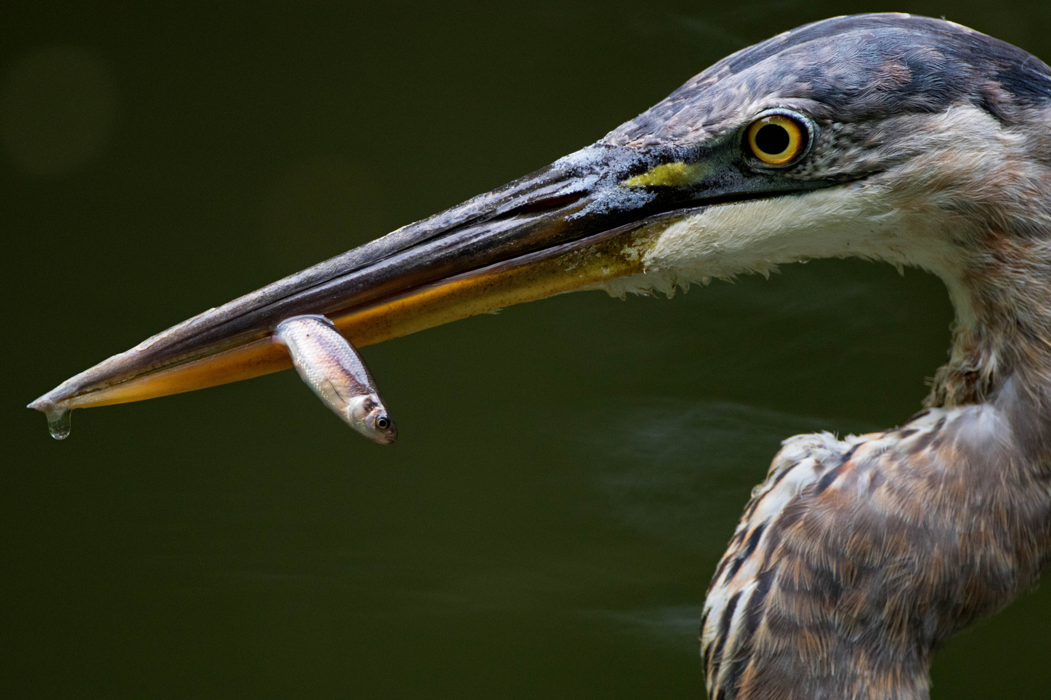 Canon EF 500mm F4L IS USM sample photo. Great blue heron and minnow photography