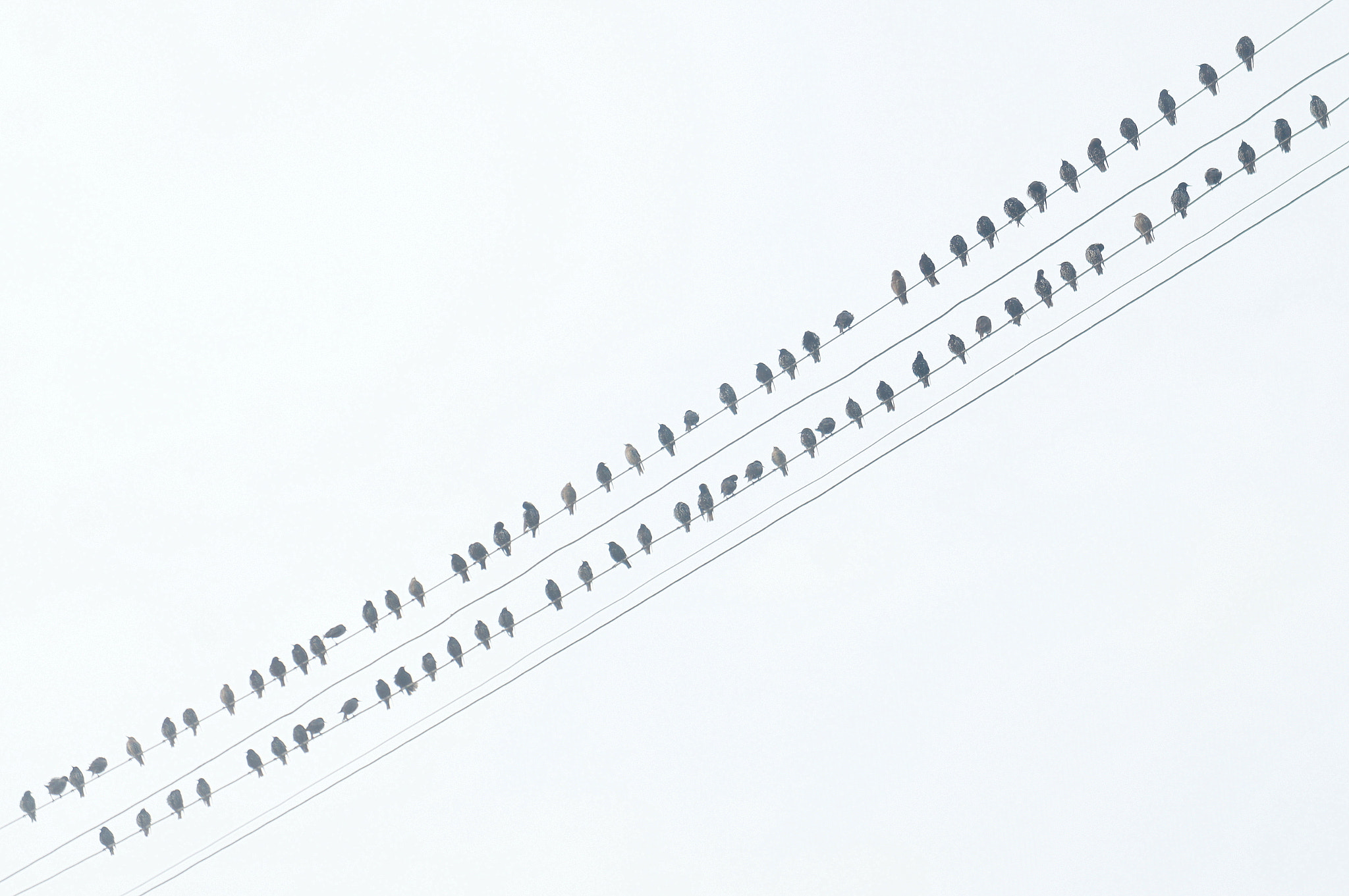 Sony Alpha NEX-C3 sample photo. Birds in fog photography