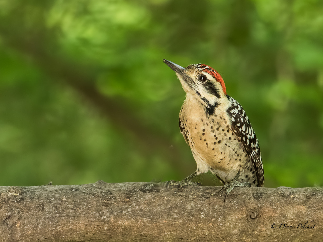 Canon EOS 7D Mark II + Canon EF 300mm F2.8L IS II USM sample photo. Golden-fronted woodpecker- pic à front doré photography