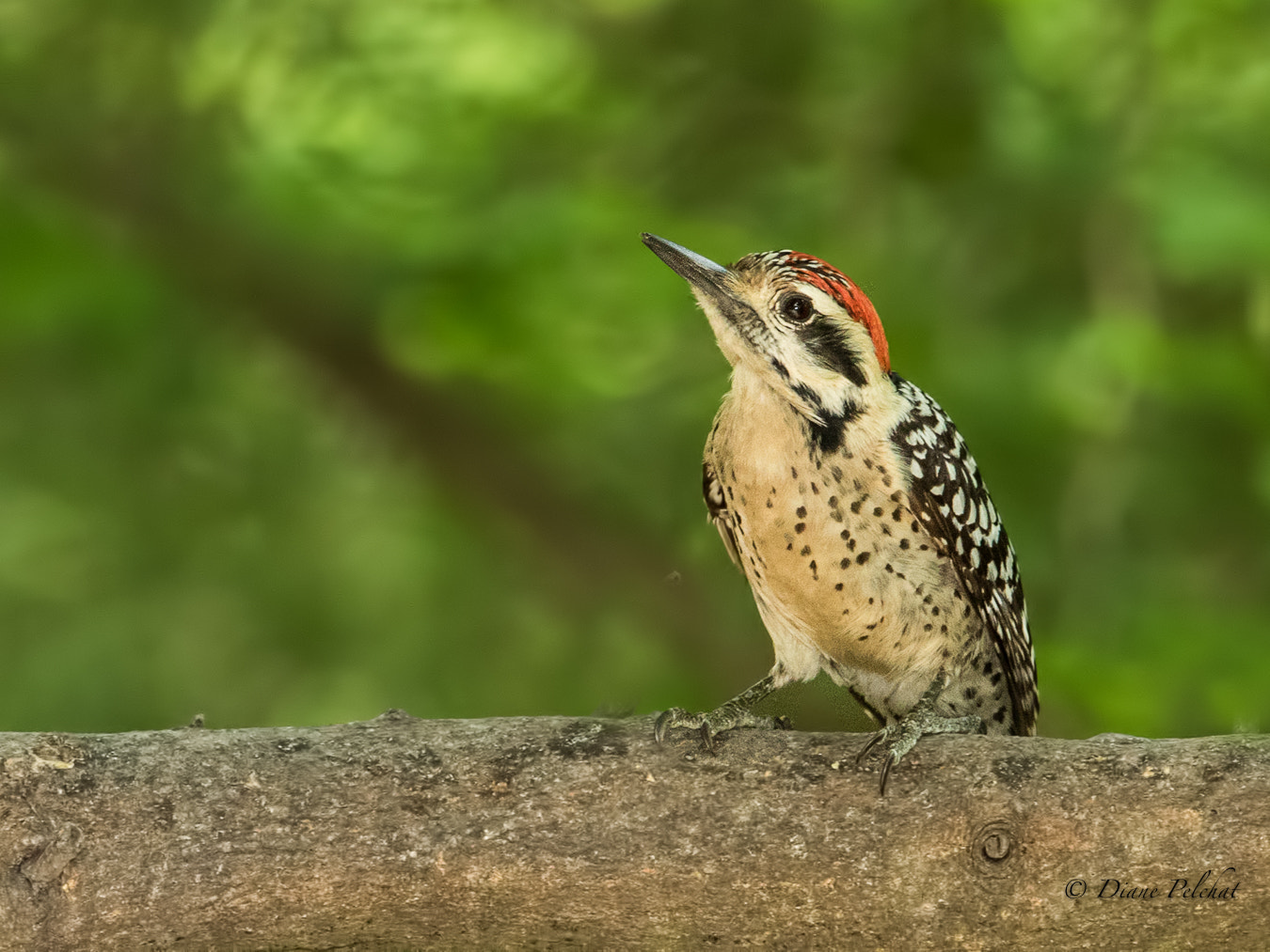 Canon EF 300mm F2.8L IS II USM sample photo. Golden-fronted woodpecker- pic à front doré photography