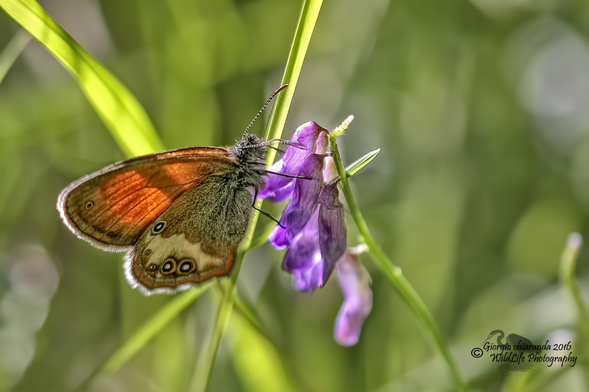 Sigma APO Macro 150mm f/2.8 EX DG HSM sample photo. Coenonympha arcania photography