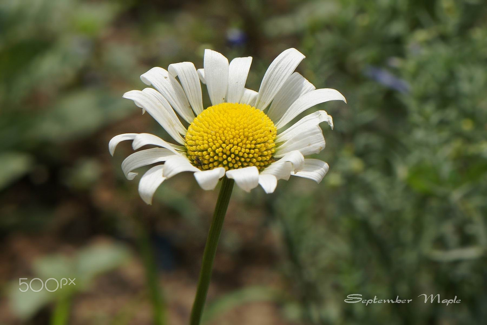 Sony NEX-5C + Sony E 18-55mm F3.5-5.6 OSS sample photo. 一朵白色的花 photography