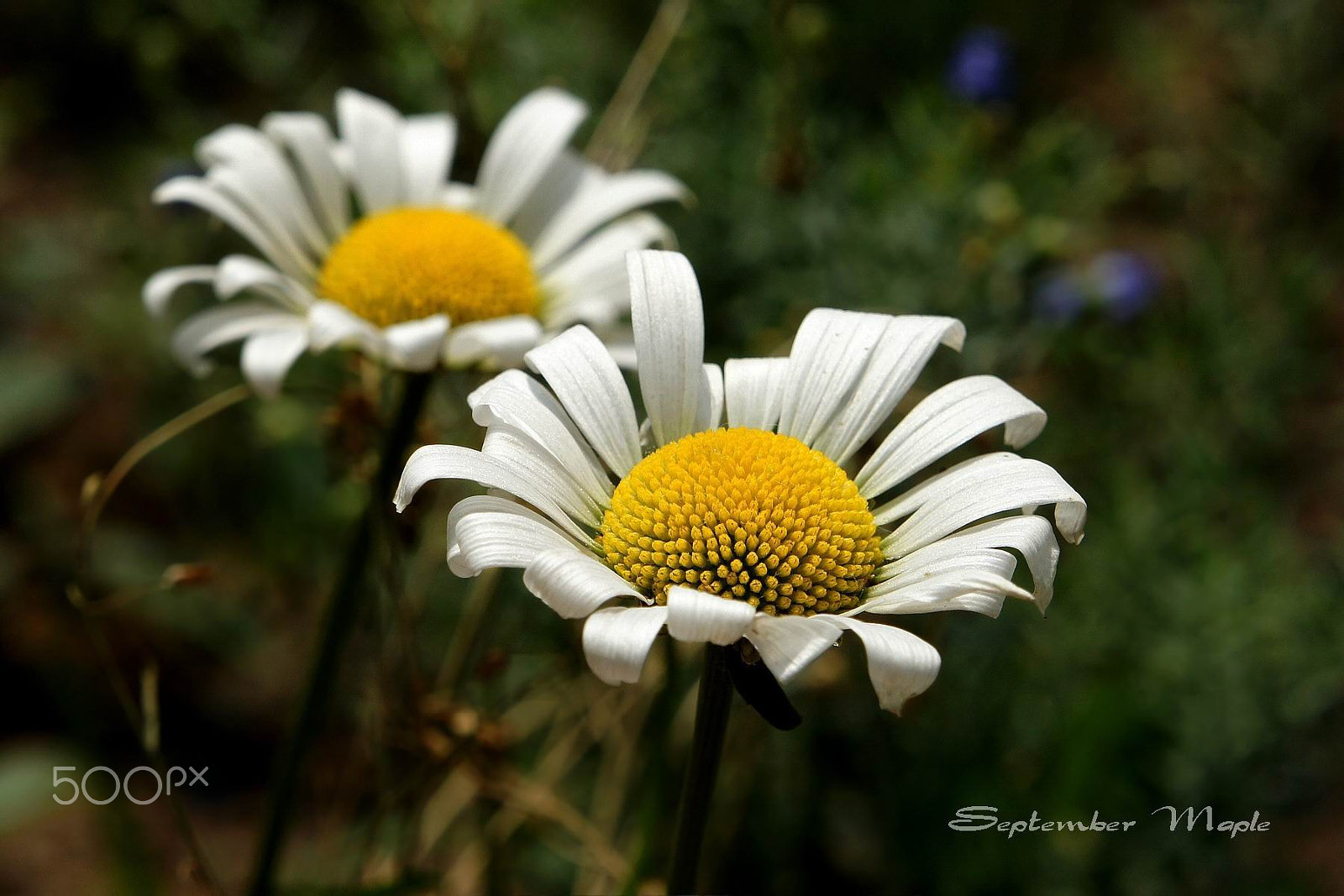 Sony NEX-5C sample photo. 两朵白色的花 photography