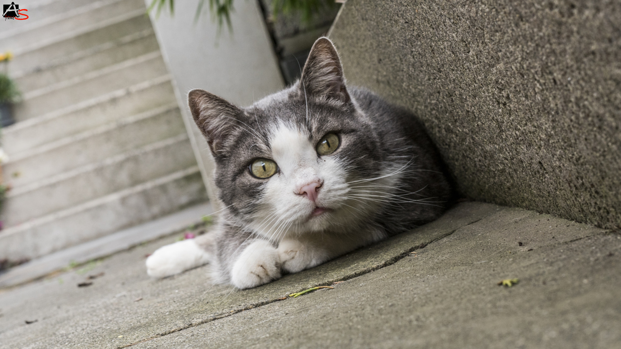 Sigma 50mm F1.4 EX DG HSM sample photo. Predator....or not? photography