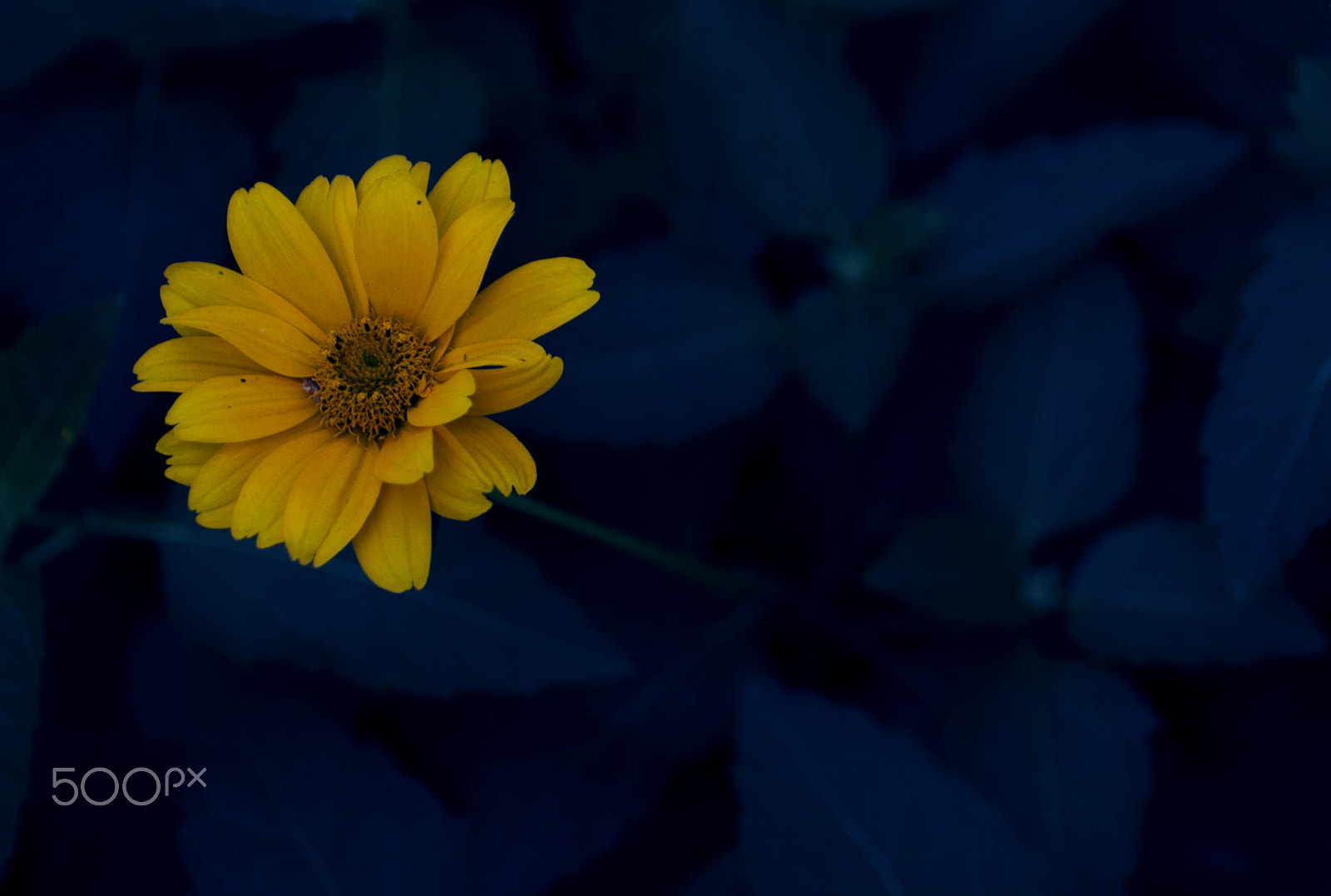 Canon EOS 600D (Rebel EOS T3i / EOS Kiss X5) + Canon EF 50mm F2.5 Macro sample photo. Yellow and blue photography