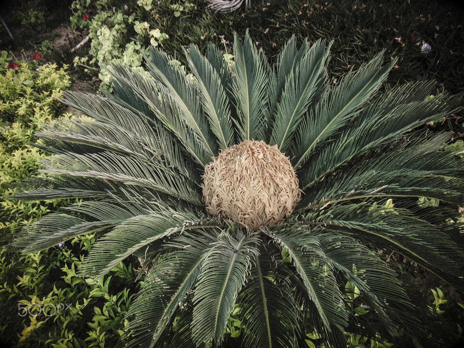 Canon PowerShot A1200 sample photo. Sago palm photography