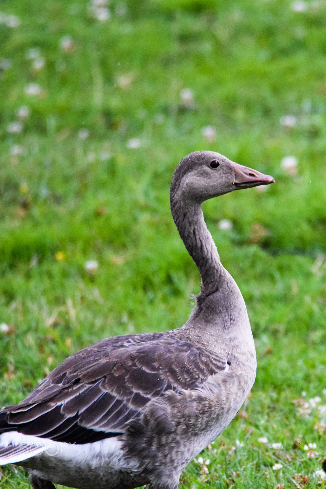 Tamron SP 150-600mm F5-6.3 Di VC USD sample photo. A curious grey goose (anser anser) photography