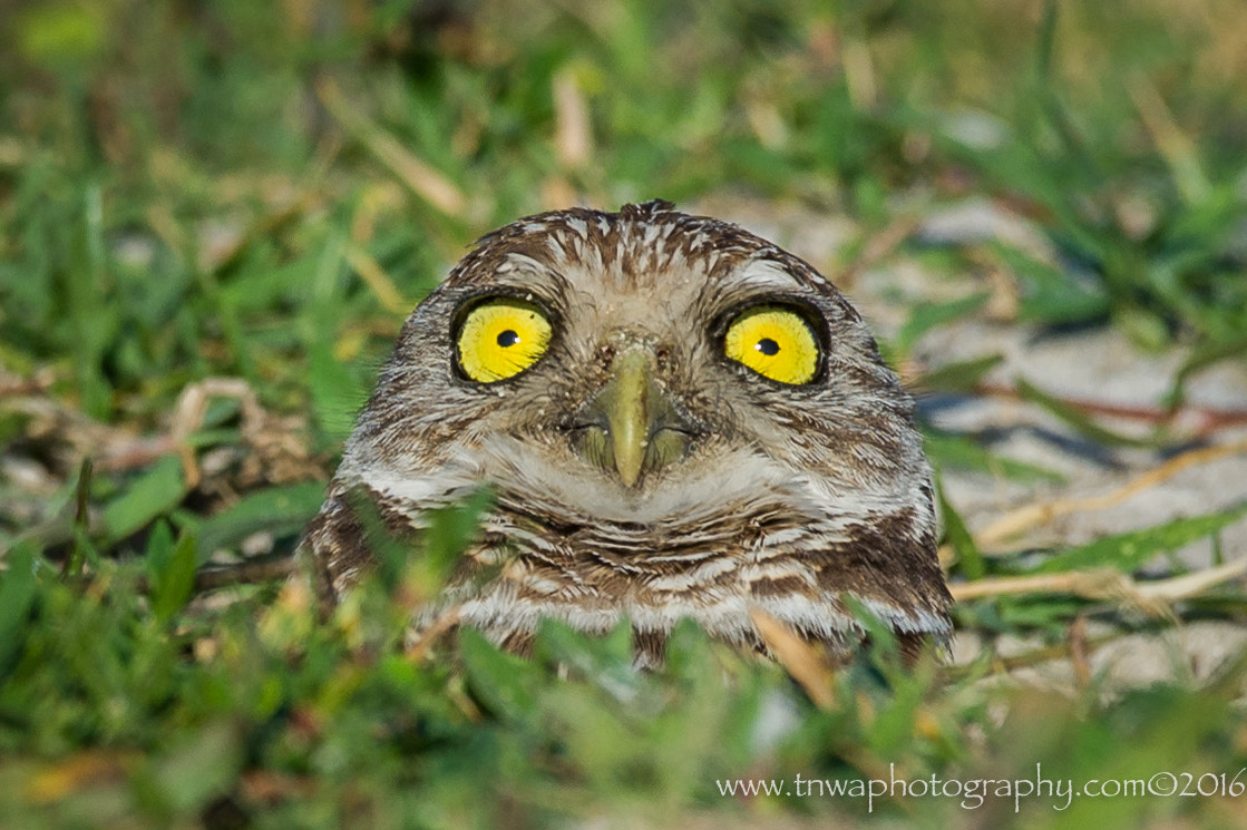 Nikon D3S sample photo. Big yellow eyes photography