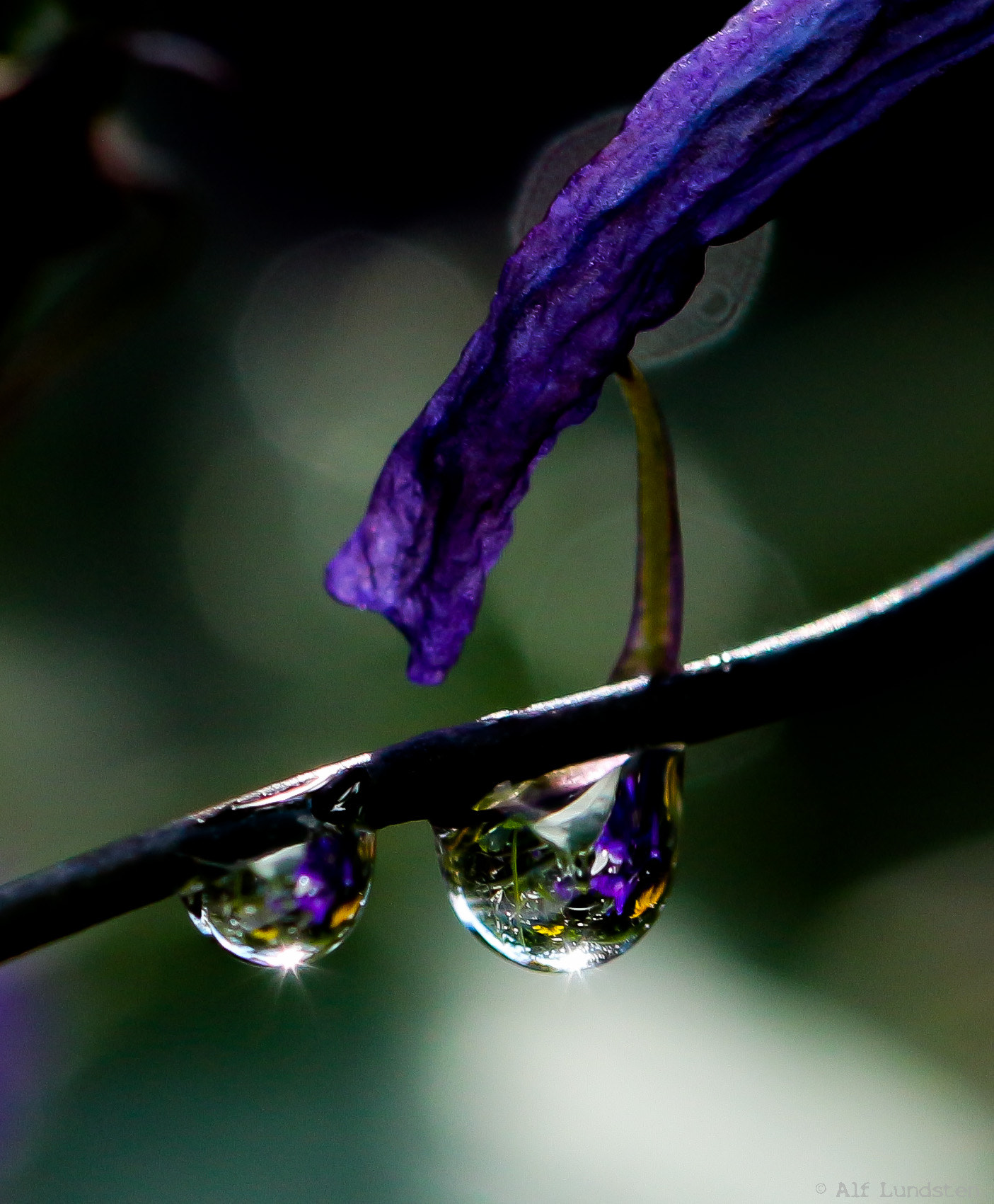 Canon EF 100mm F2.8 Macro USM sample photo. Hang on in there! photography
