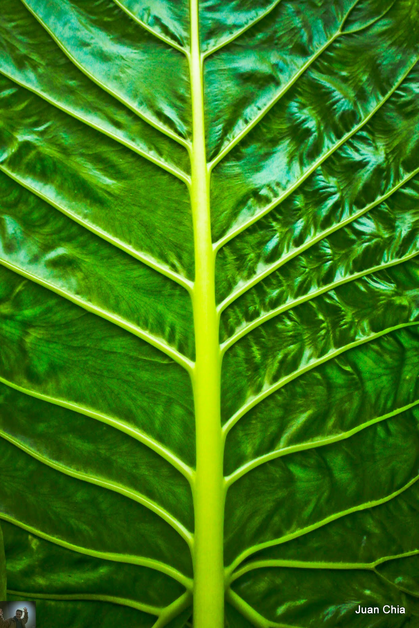 Canon EF 28-80mm f/3.5-5.6 sample photo. Las hojas photography