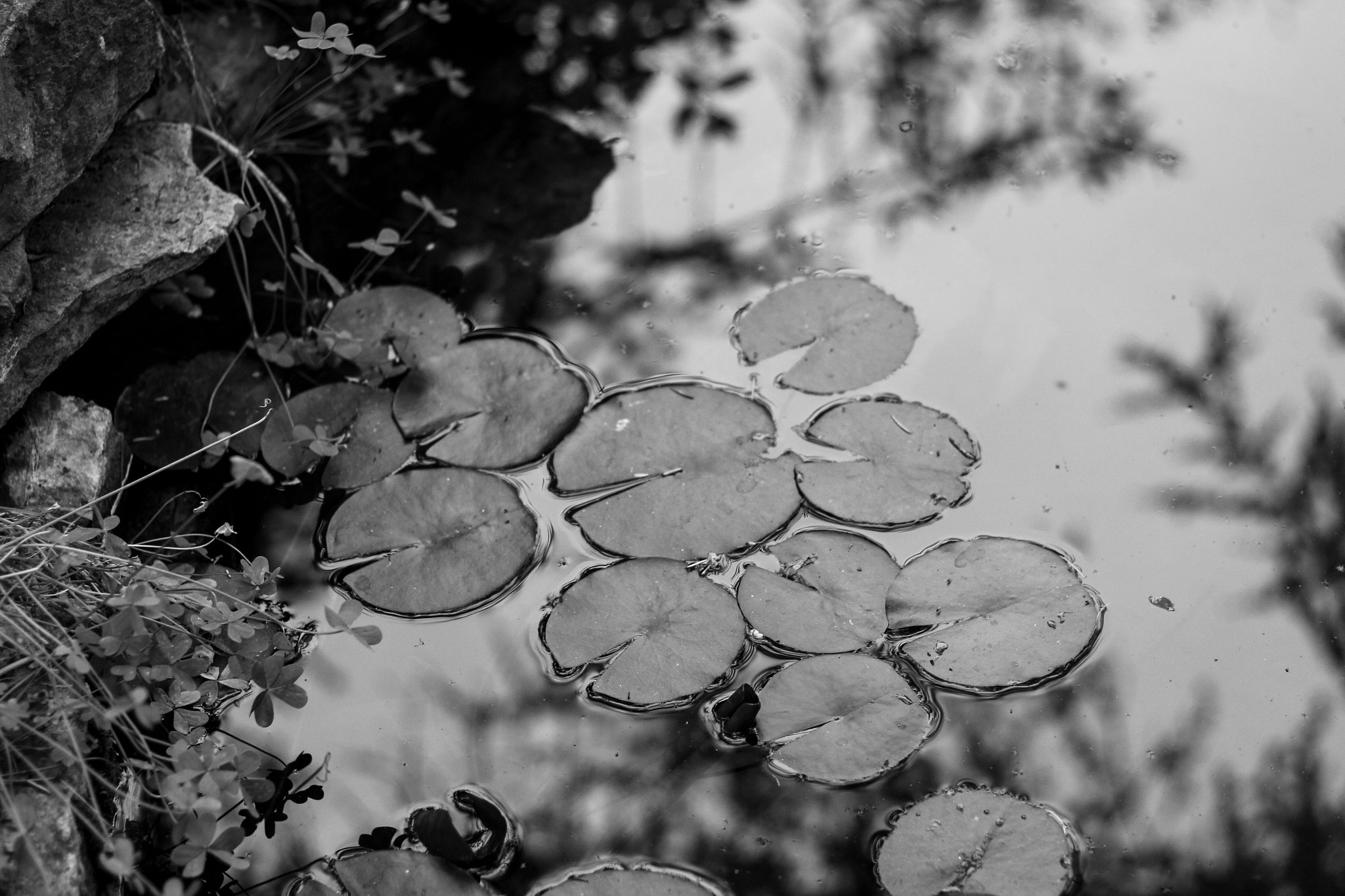 Canon EOS 550D (EOS Rebel T2i / EOS Kiss X4) + Canon EF 50mm F1.8 II sample photo. Water lilies photography