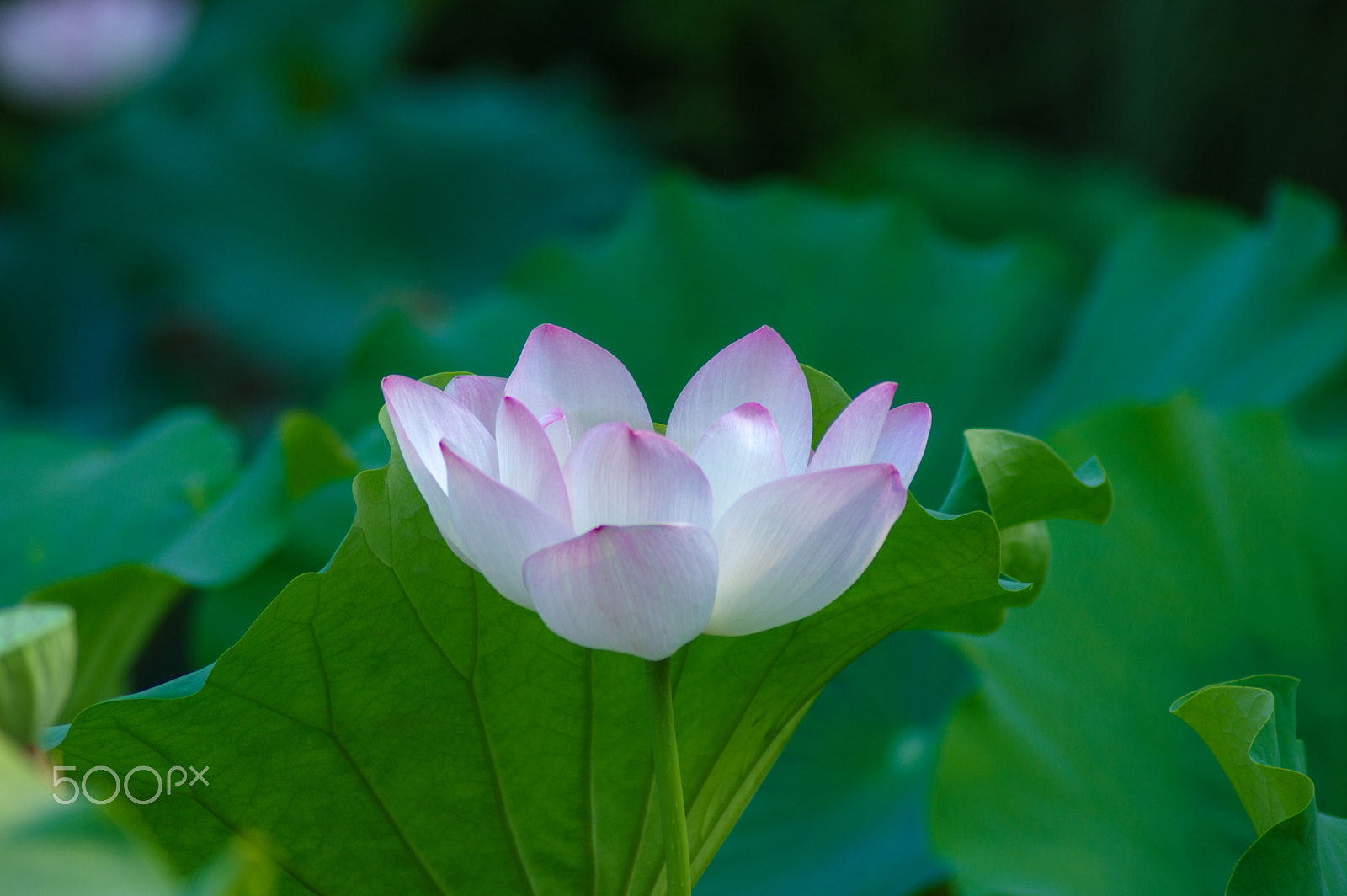 Tamron AF 70-300mm F4-5.6 Di LD Macro sample photo. Lotus photography