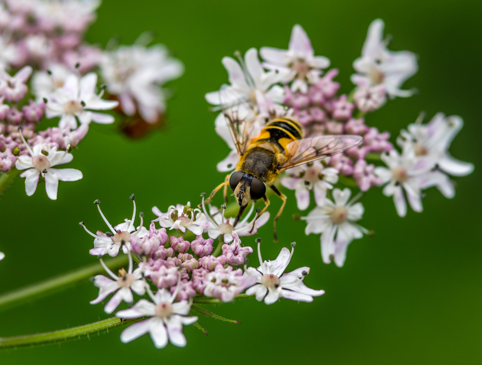 Pentax K-3 II sample photo. The little hoverfly  photography