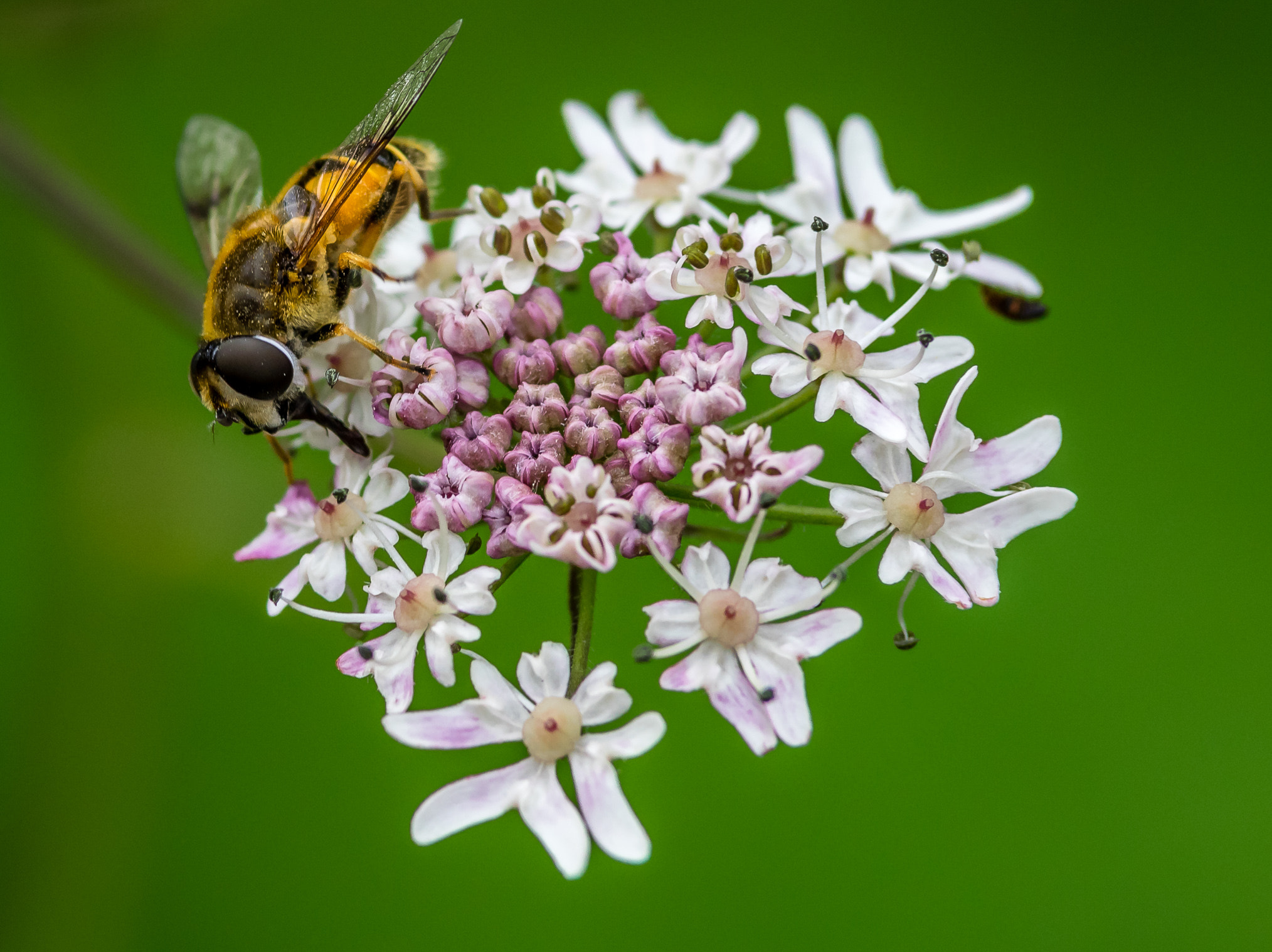Pentax K-3 II sample photo. The little hoverfly  photography