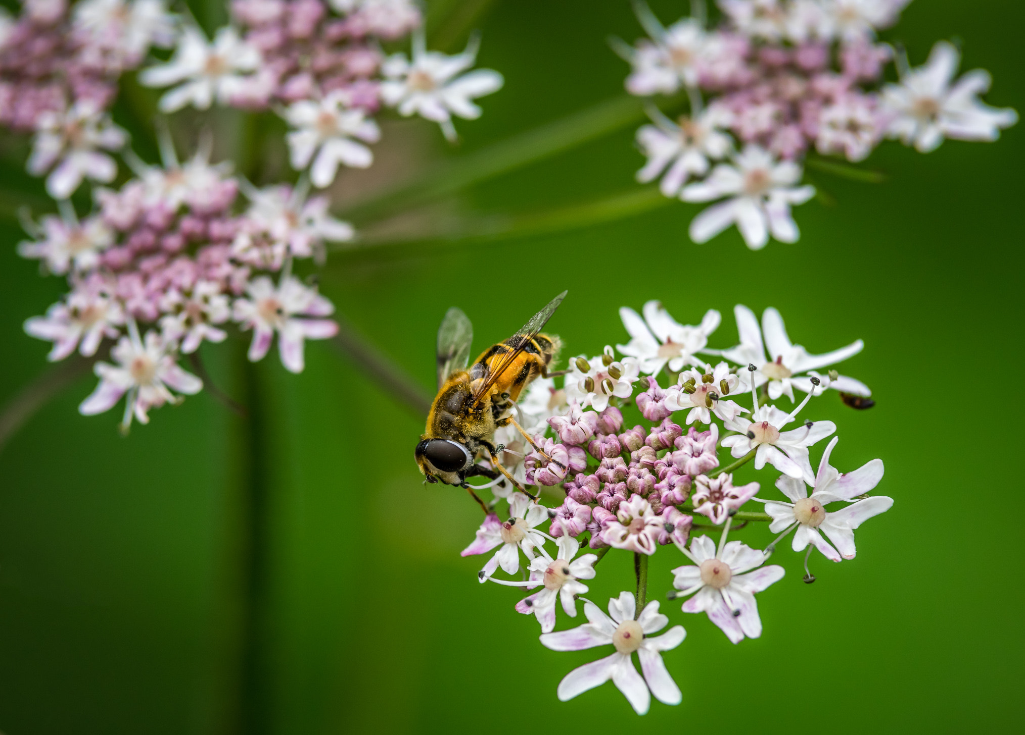 Pentax K-3 II sample photo. The little hoverfly  photography