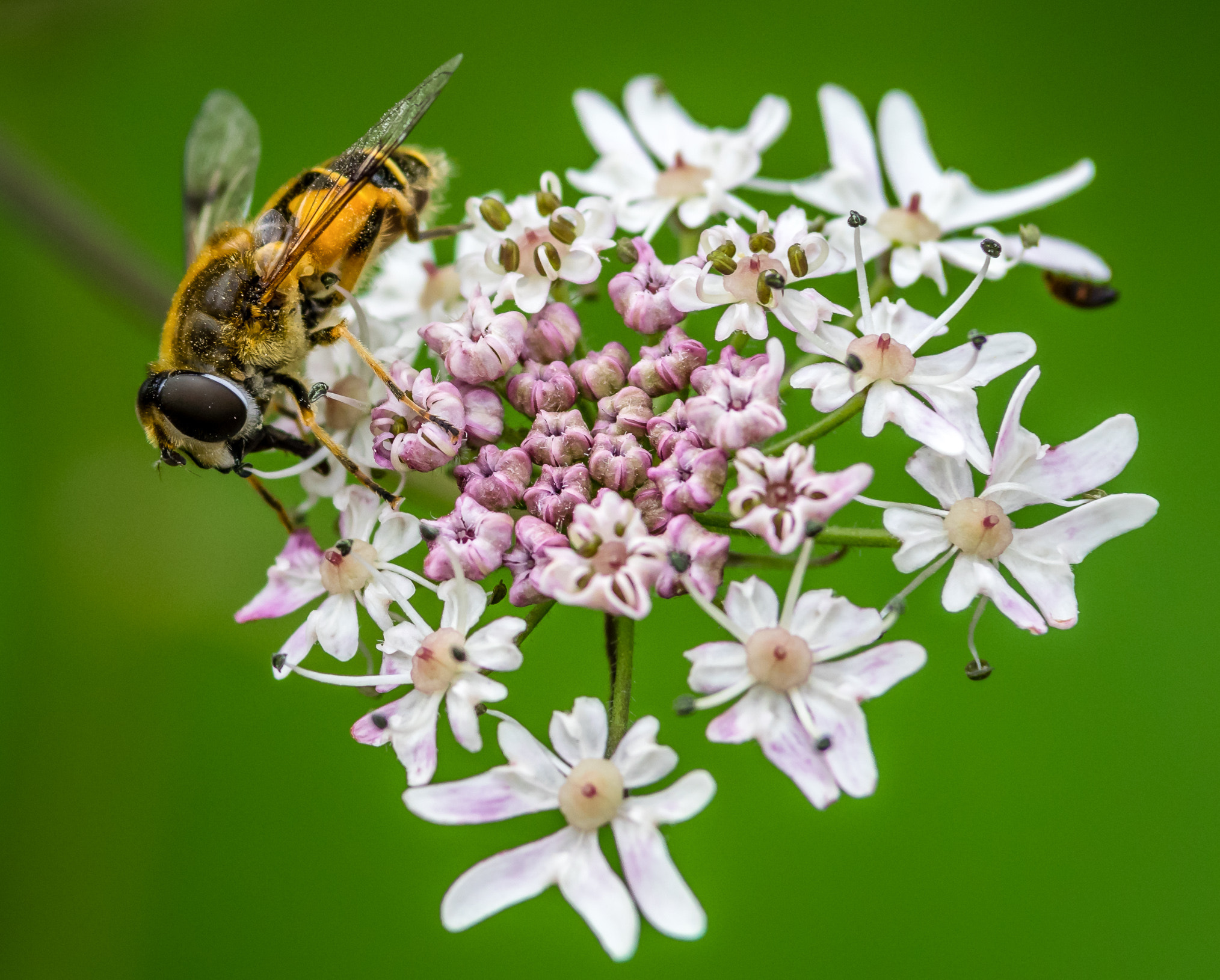 Pentax K-3 II sample photo. The little hoverfly  photography
