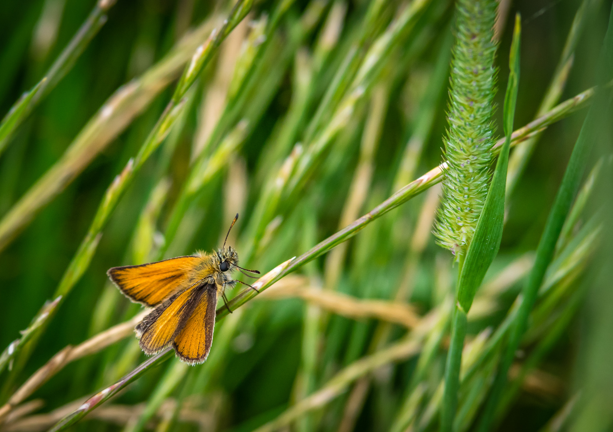 Pentax K-3 II sample photo. Little butterfly photography